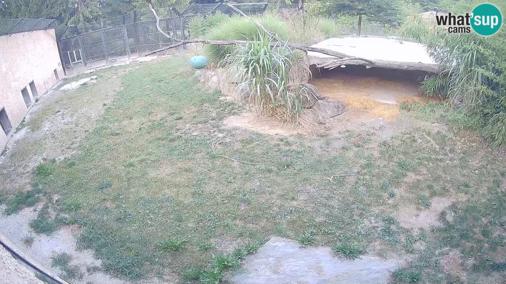 LEON Webcam en vivo en Ljubljana Zoo – Eslovenia