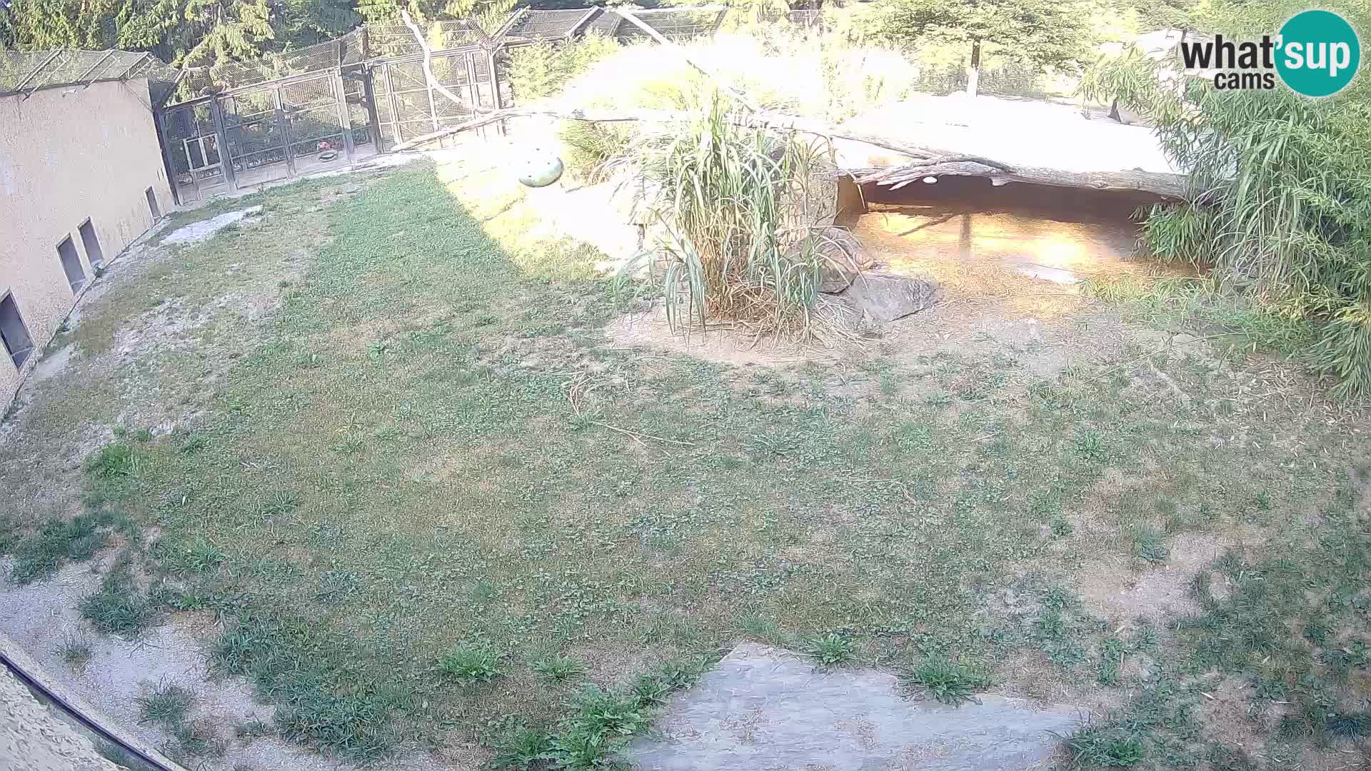 LEVI spletna kamera v živalskem vrtu Ljubljana Zoo