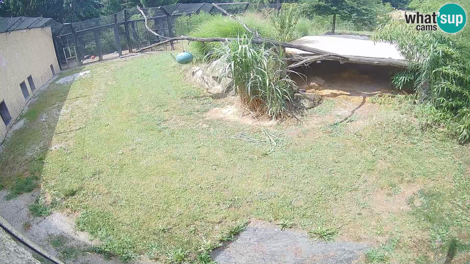 Lavovi web kamera uživo u ljubljanskom zoološkom vrtu – Slovenija