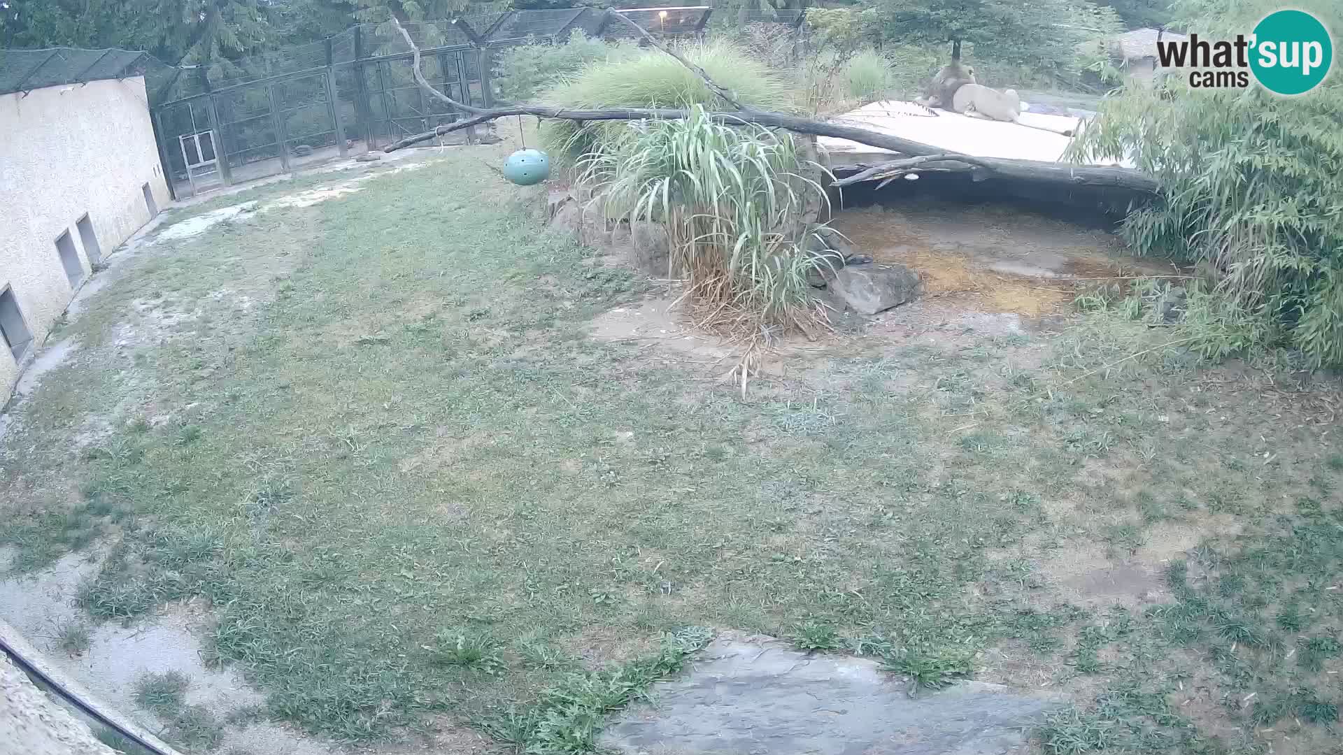 LEON Webcam en vivo en Ljubljana Zoo – Eslovenia