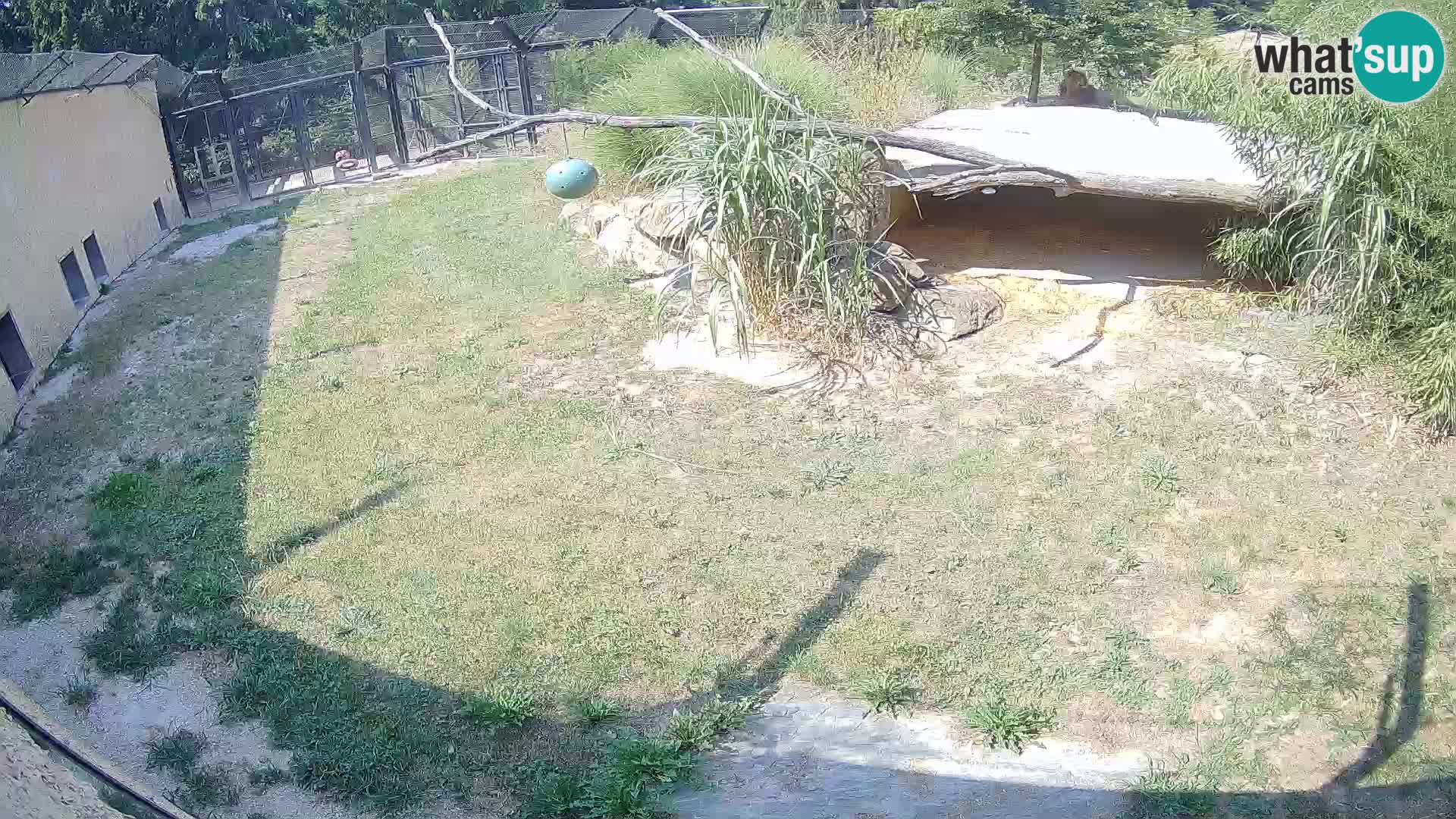 Löwe live Webcam im Zoo von Ljubljana – Slowenien