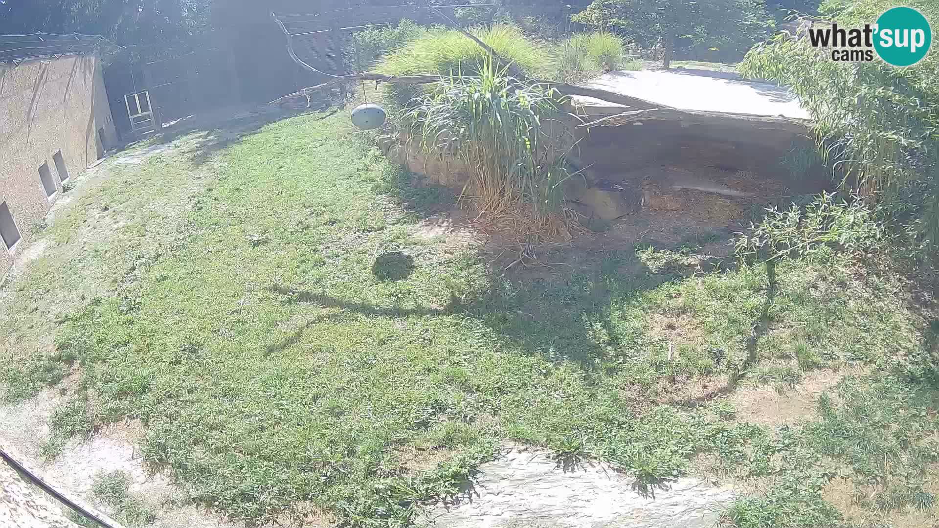 LEONE live Webcam nello zoo di Lubiana – Slovenia