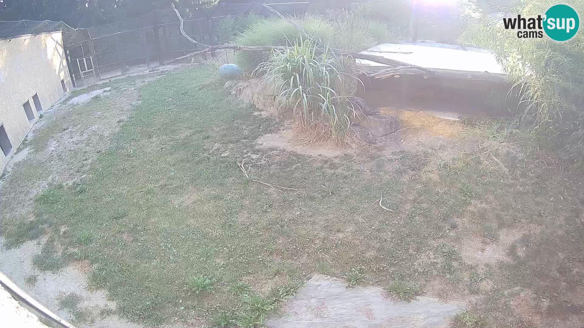 LION webcam en direct du zoo de Ljubljana – Slovénie