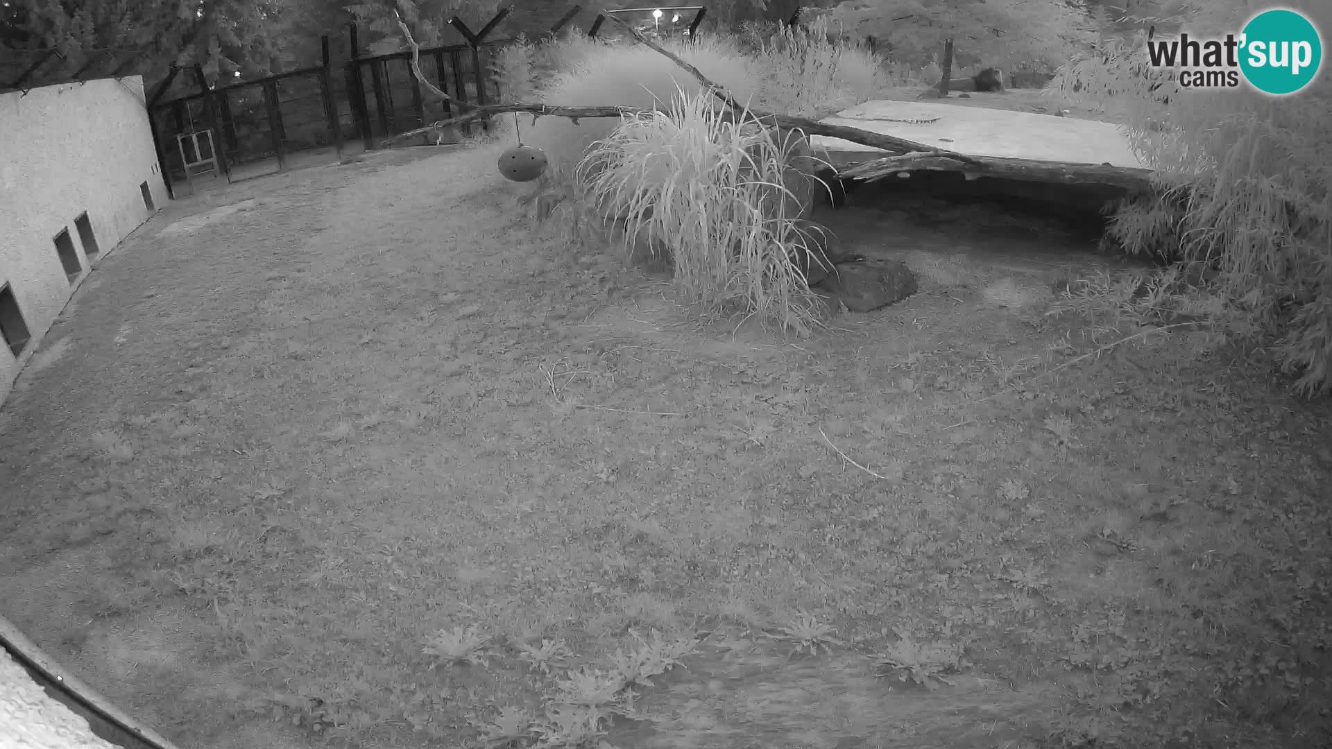 LEONE live Webcam nello zoo di Lubiana – Slovenia