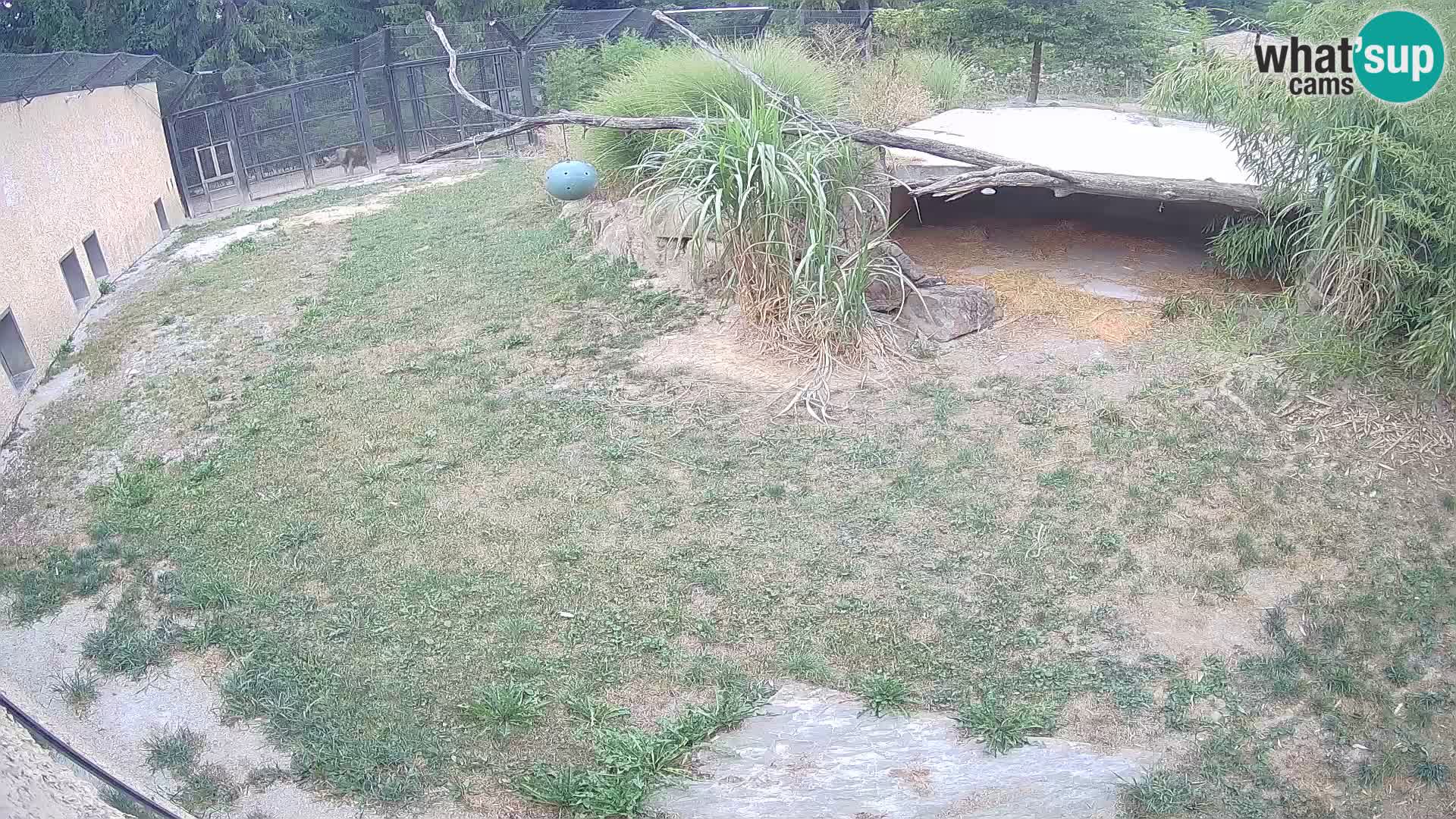 LION webcam en direct du zoo de Ljubljana – Slovénie