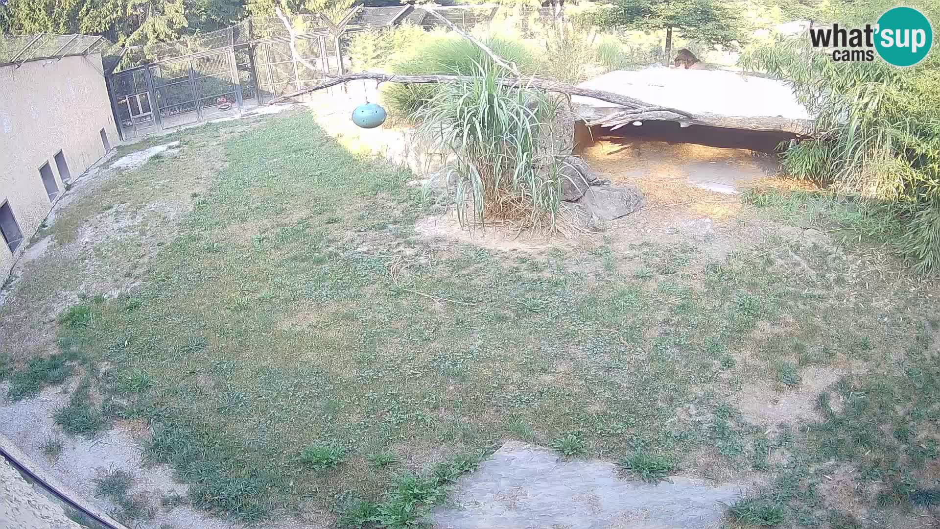 LEONE live Webcam nello zoo di Lubiana – Slovenia
