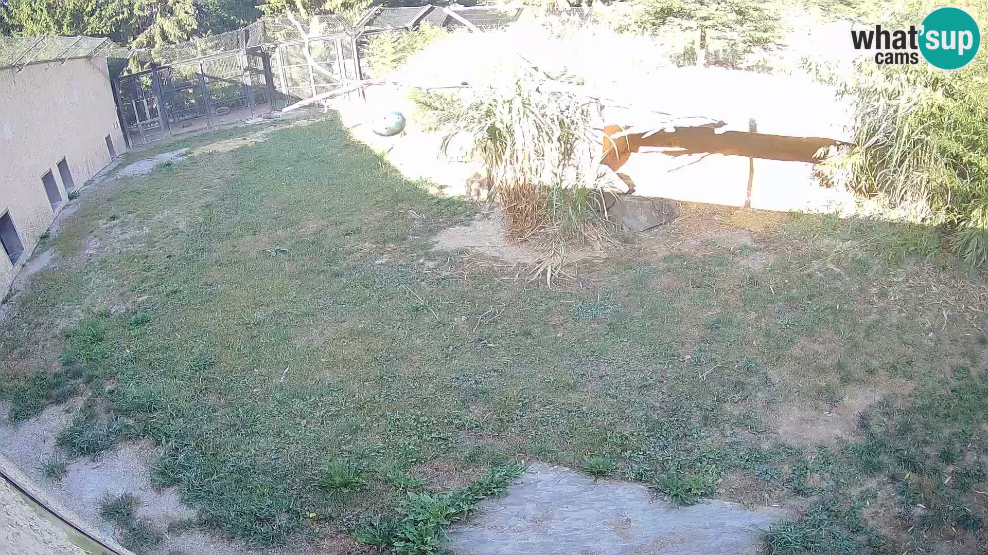 Lavovi web kamera uživo u ljubljanskom zoološkom vrtu – Slovenija