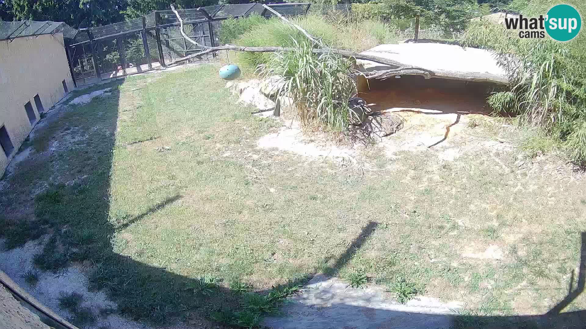 LION webcam en direct du zoo de Ljubljana – Slovénie