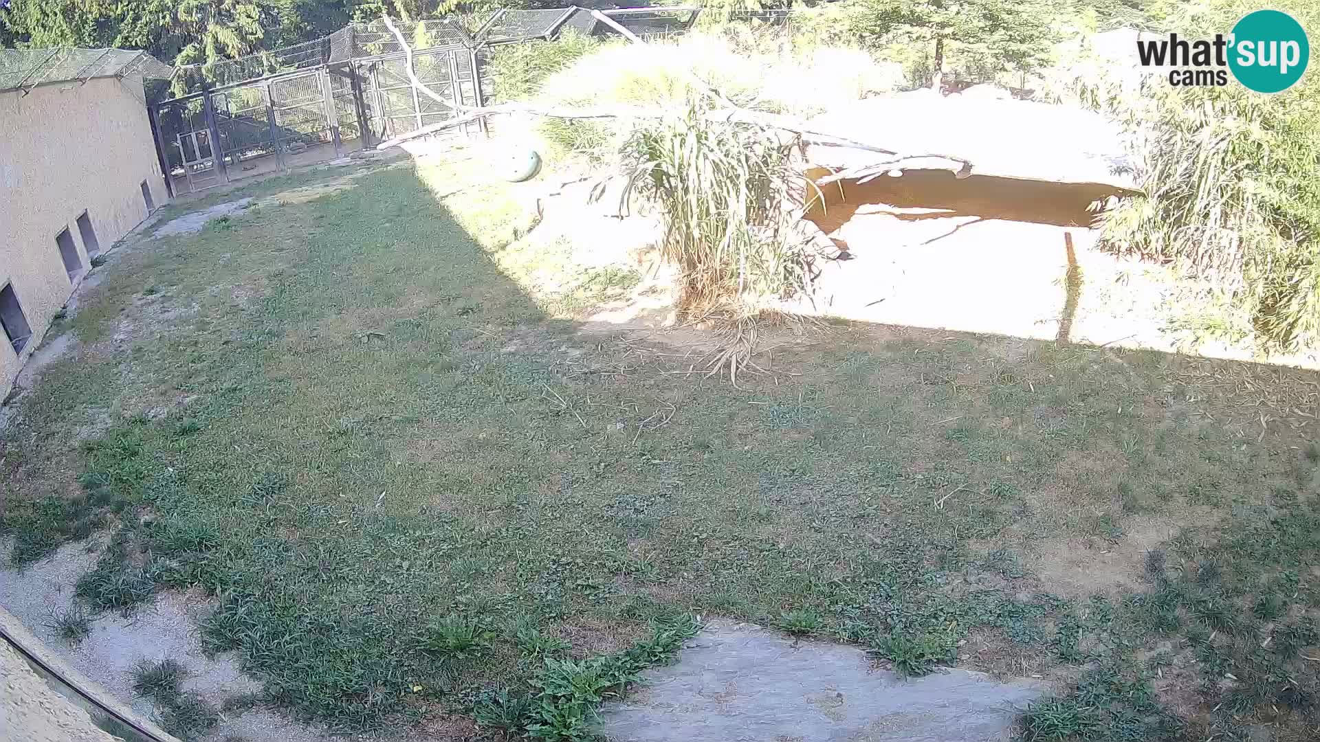 LION webcam en direct du zoo de Ljubljana – Slovénie