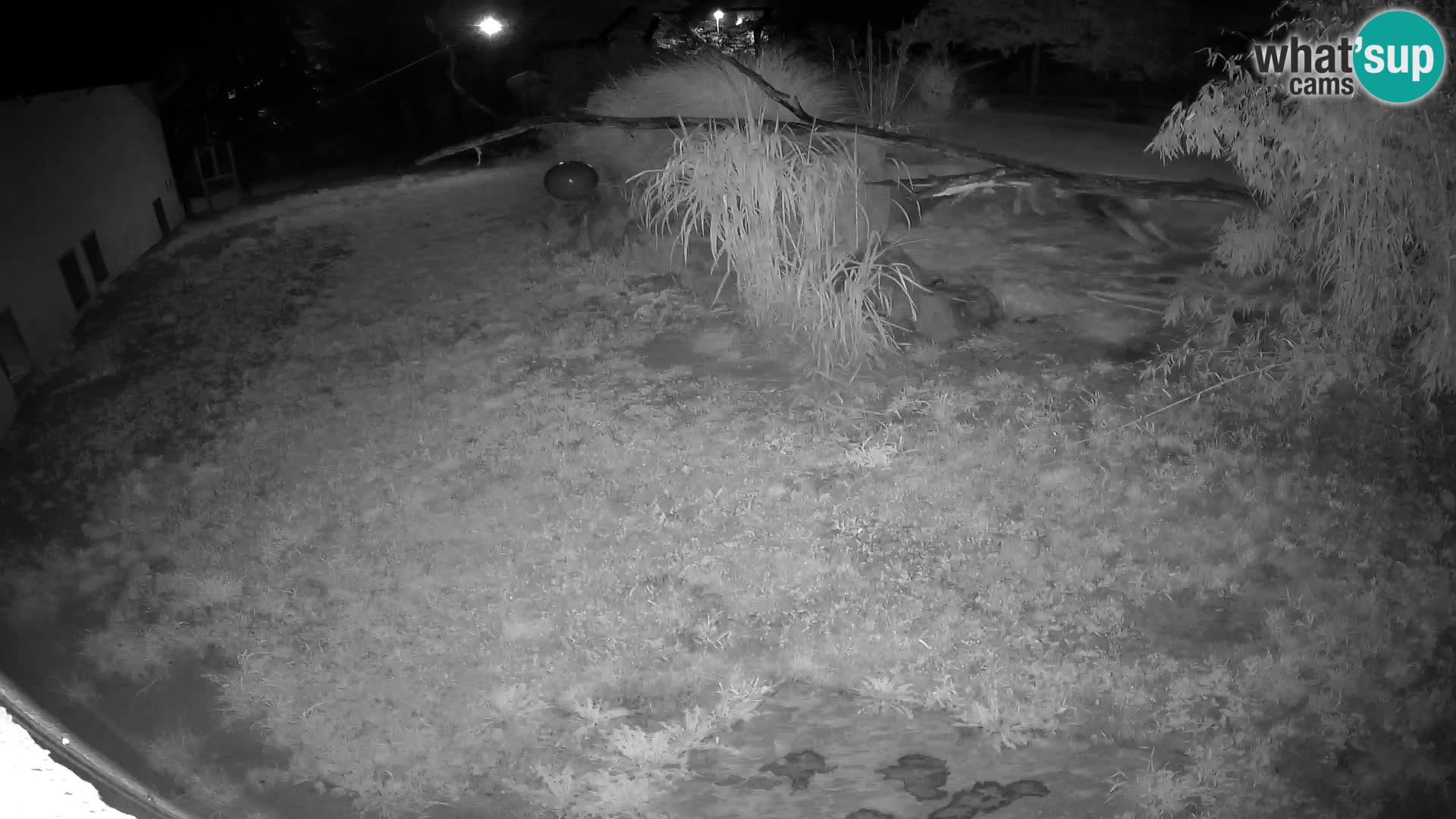 LION webcam en direct du zoo de Ljubljana – Slovénie