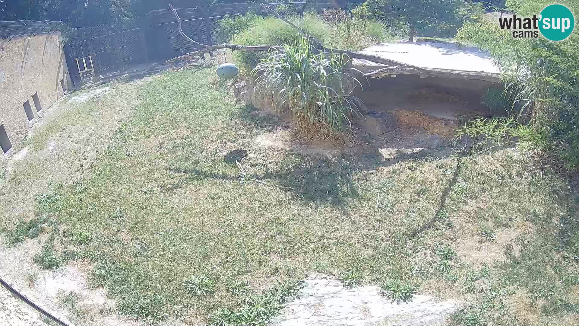 LEONE live Webcam nello zoo di Lubiana – Slovenia