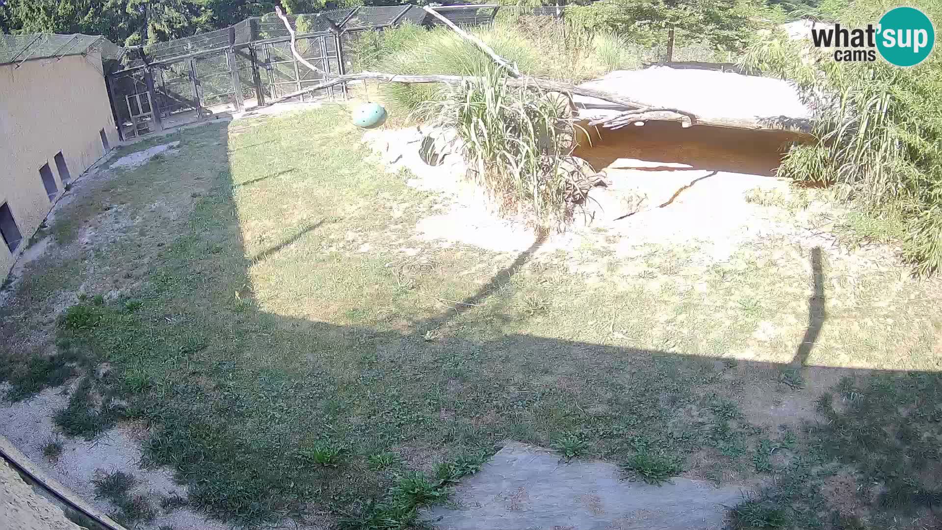 LION live Webcam in Ljubljana Zoo – Slovenia