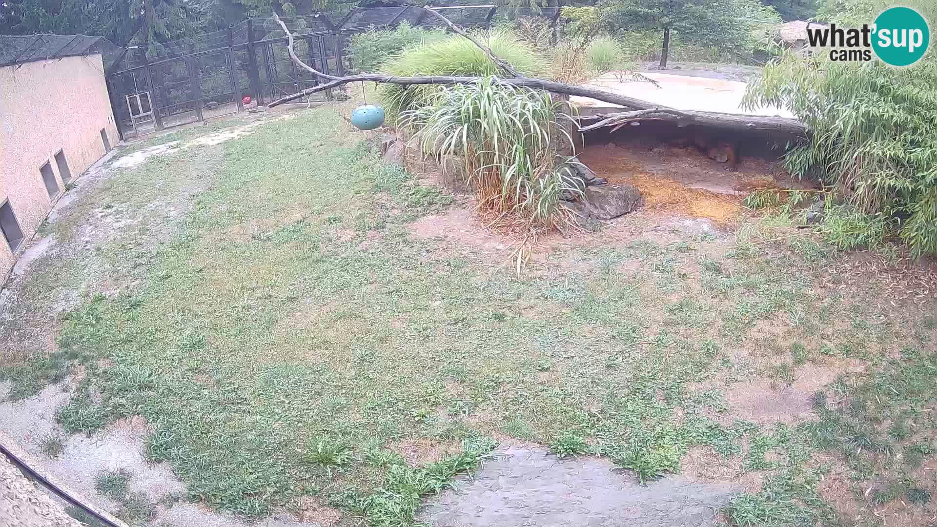 Löwe live Webcam im Zoo von Ljubljana – Slowenien