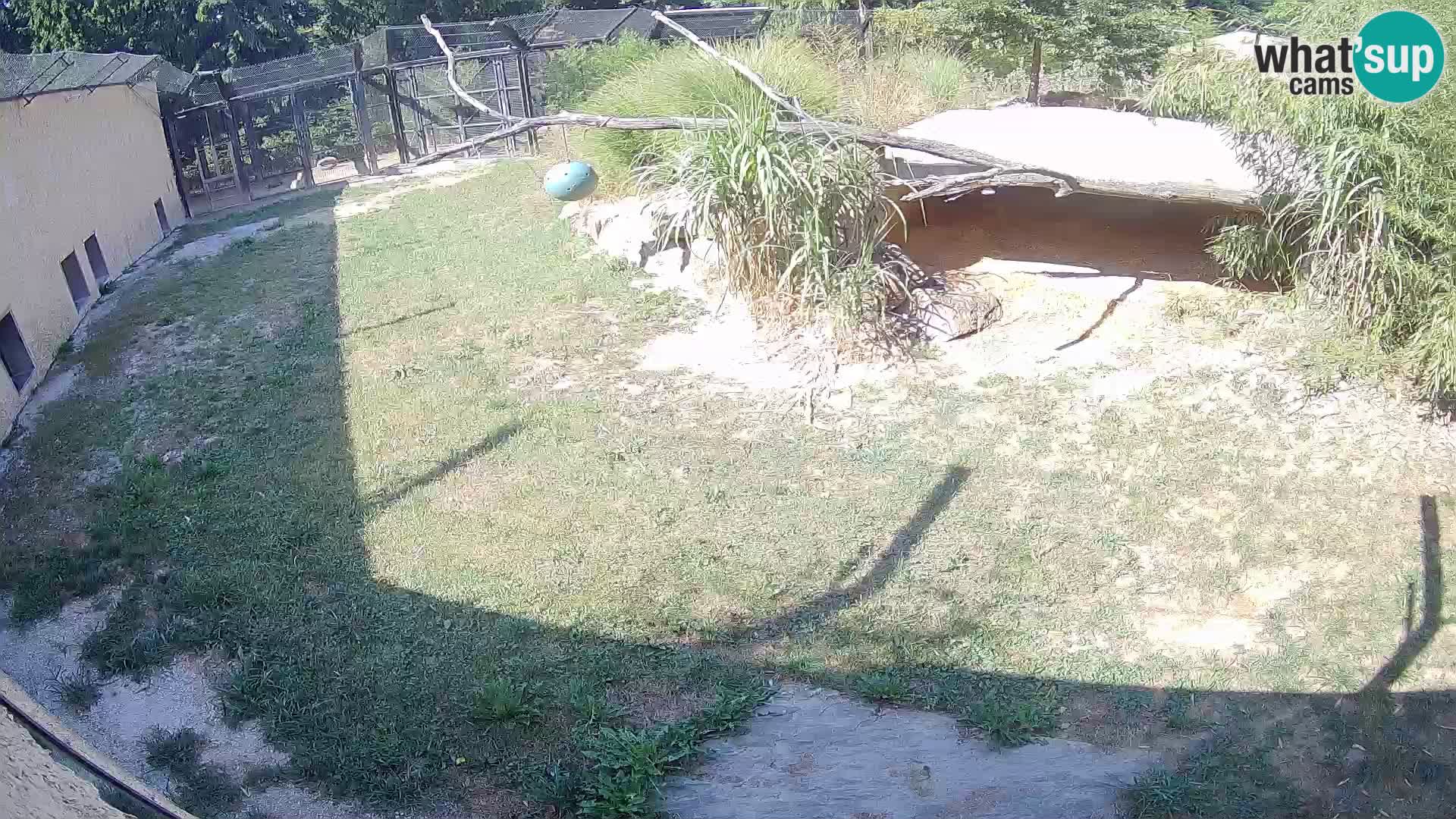 Löwe live Webcam im Zoo von Ljubljana – Slowenien