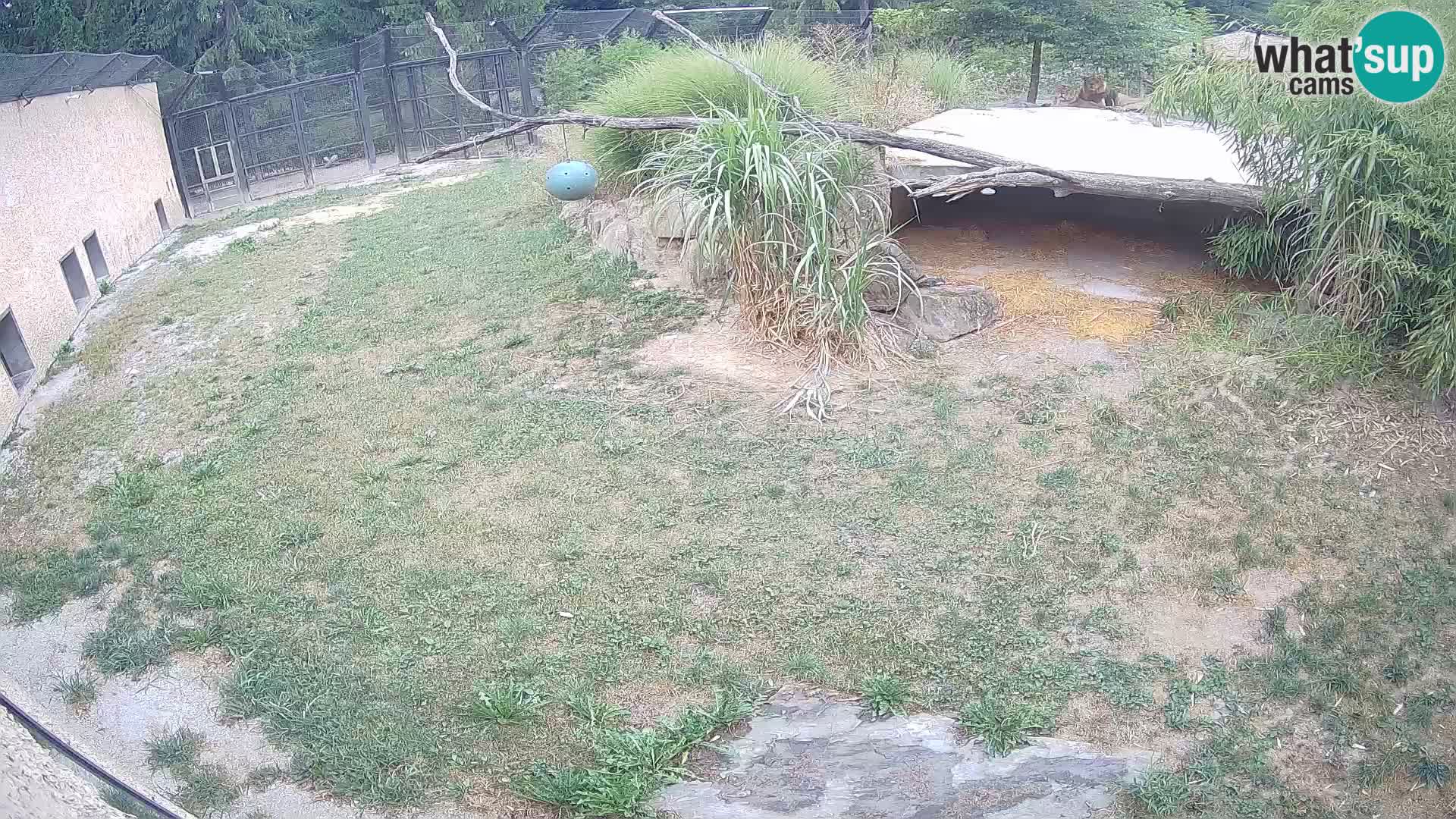 LEON Webcam en vivo en Ljubljana Zoo – Eslovenia