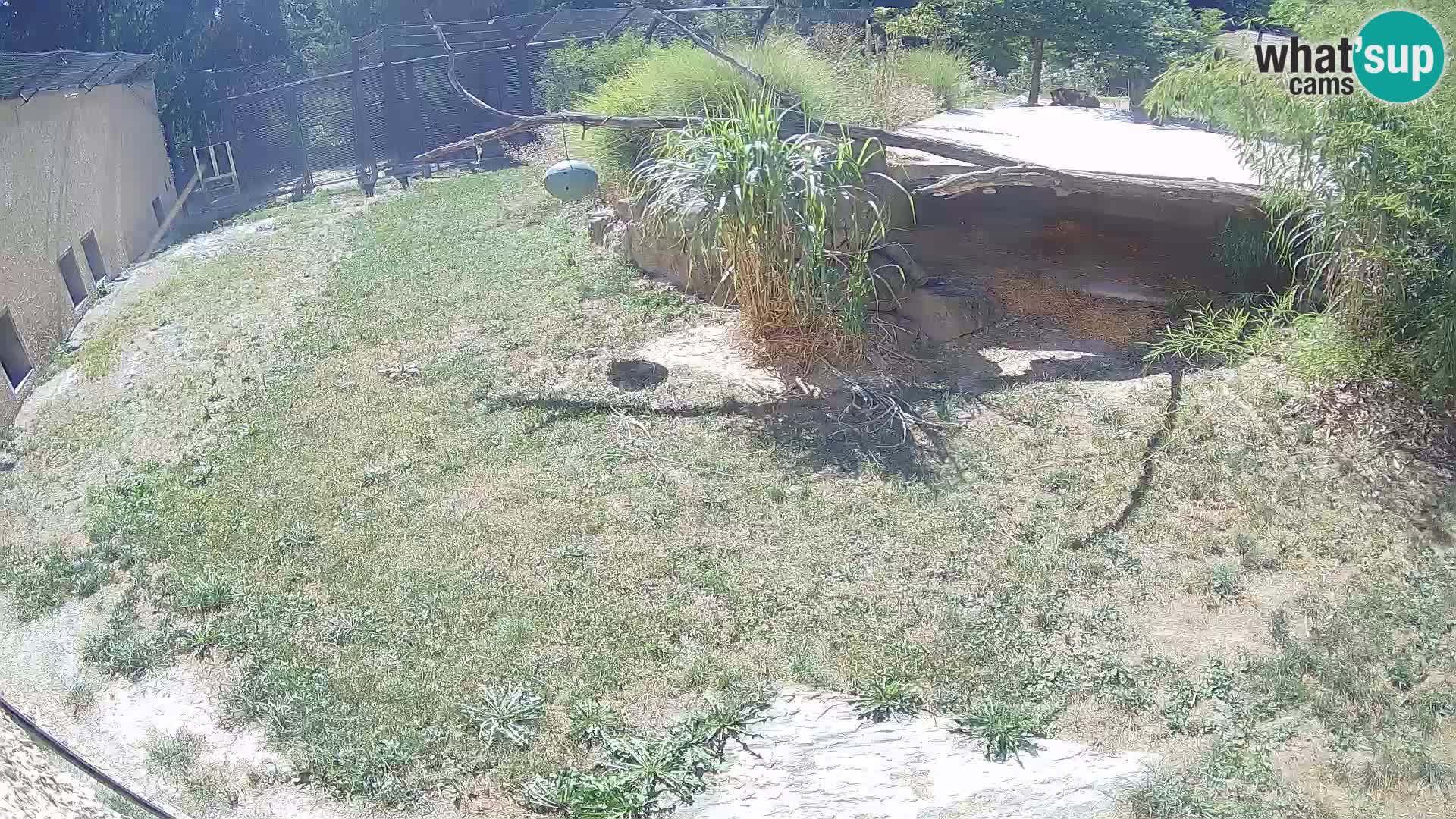 LEONE live Webcam nello zoo di Lubiana – Slovenia