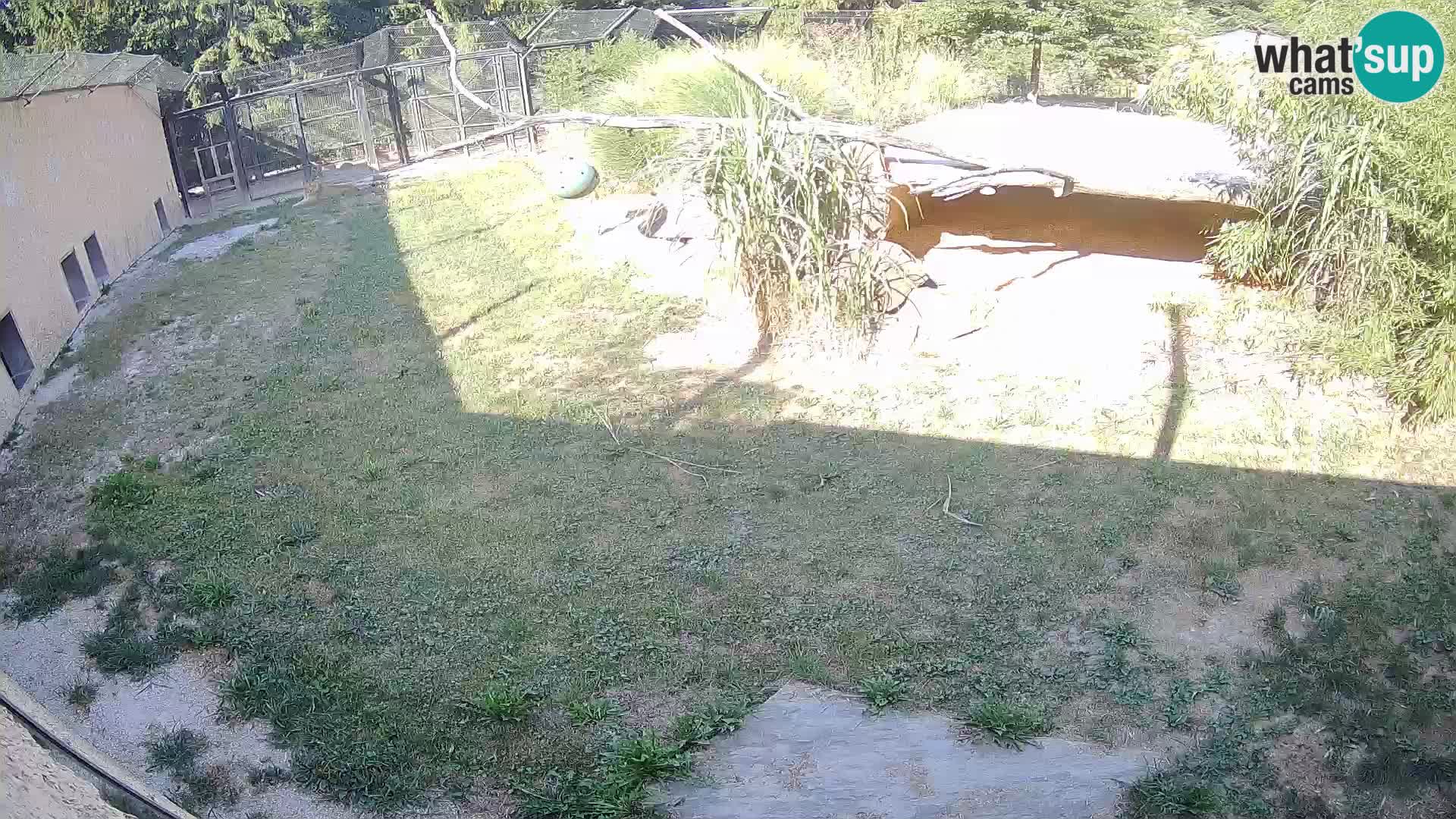 Löwe live Webcam im Zoo von Ljubljana – Slowenien