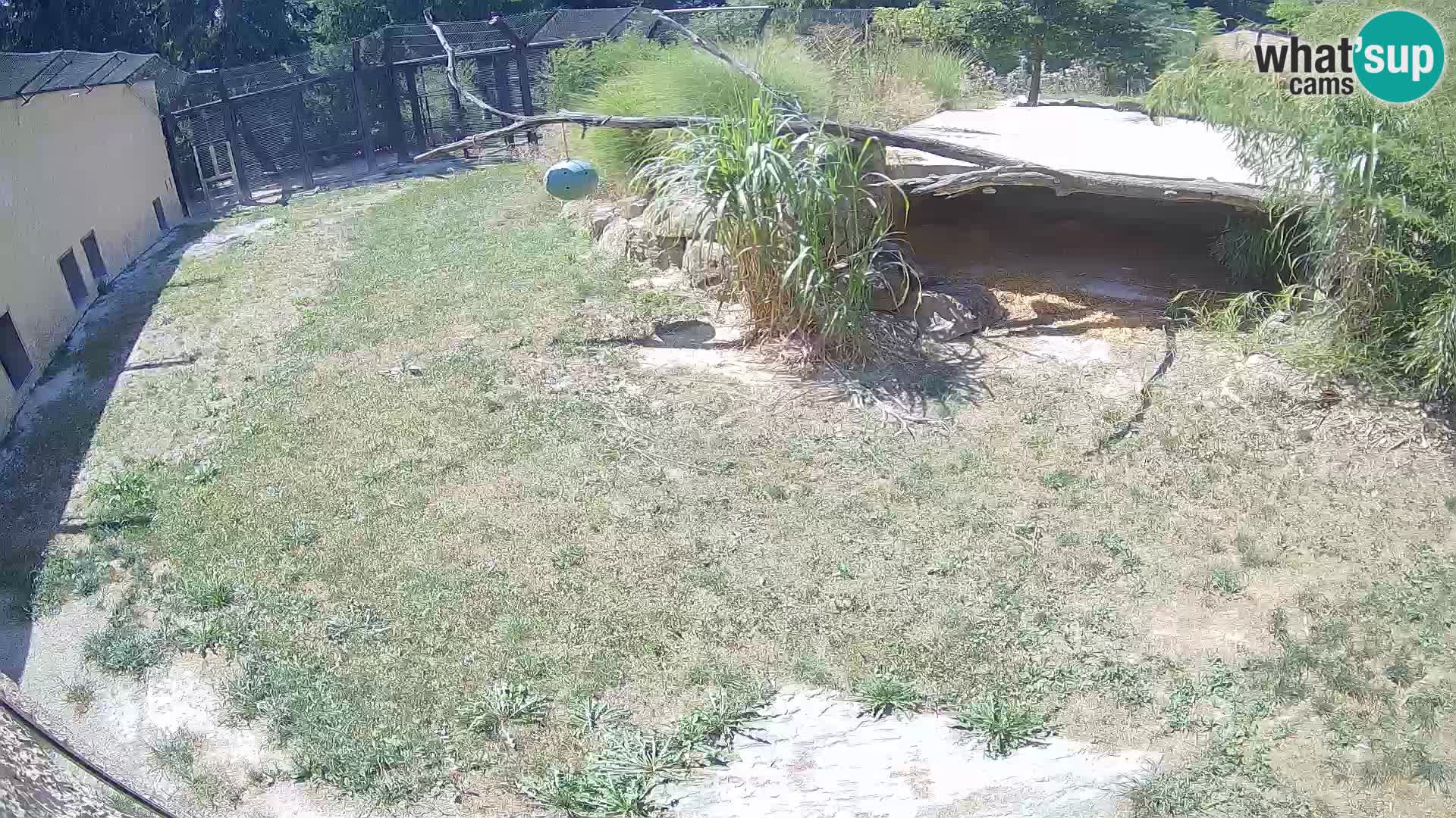 LION live Webcam in Ljubljana Zoo – Slovenia