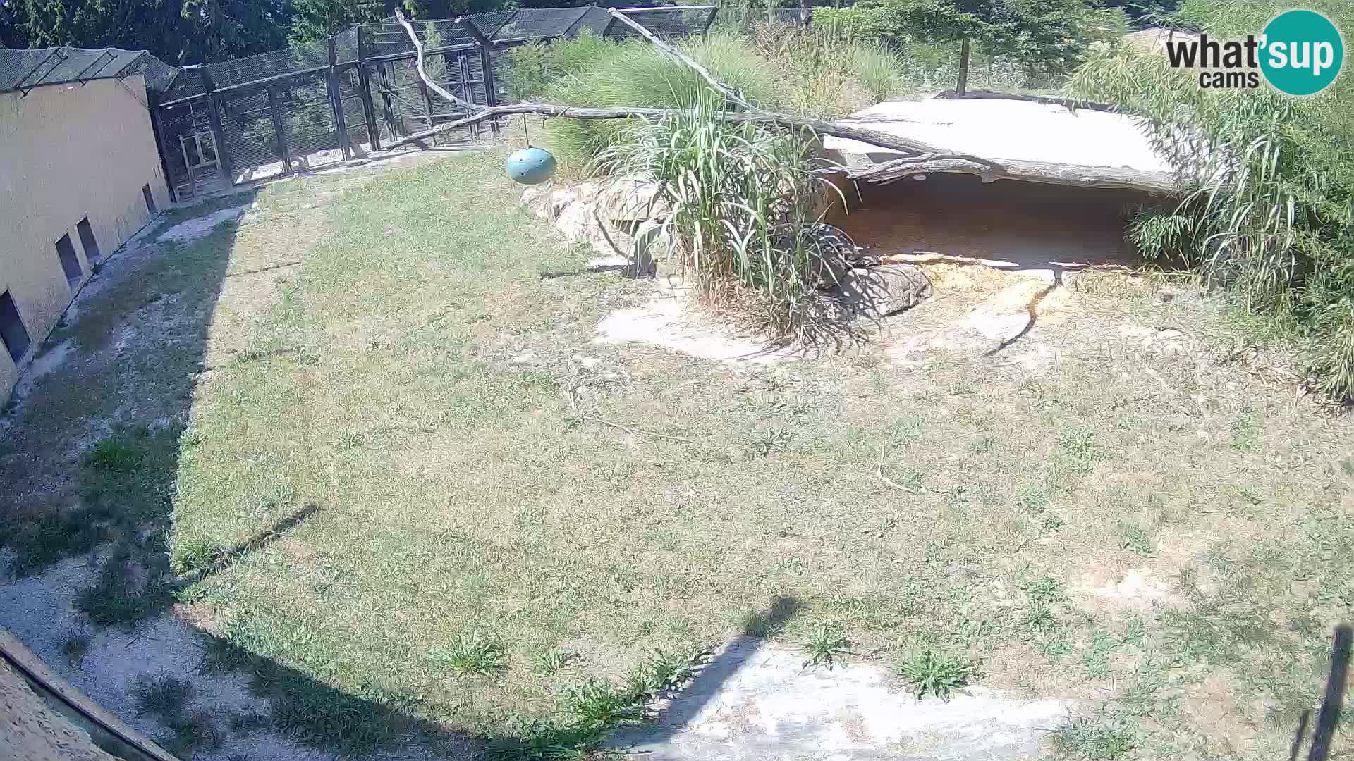 Lavovi web kamera uživo u ljubljanskom zoološkom vrtu – Slovenija