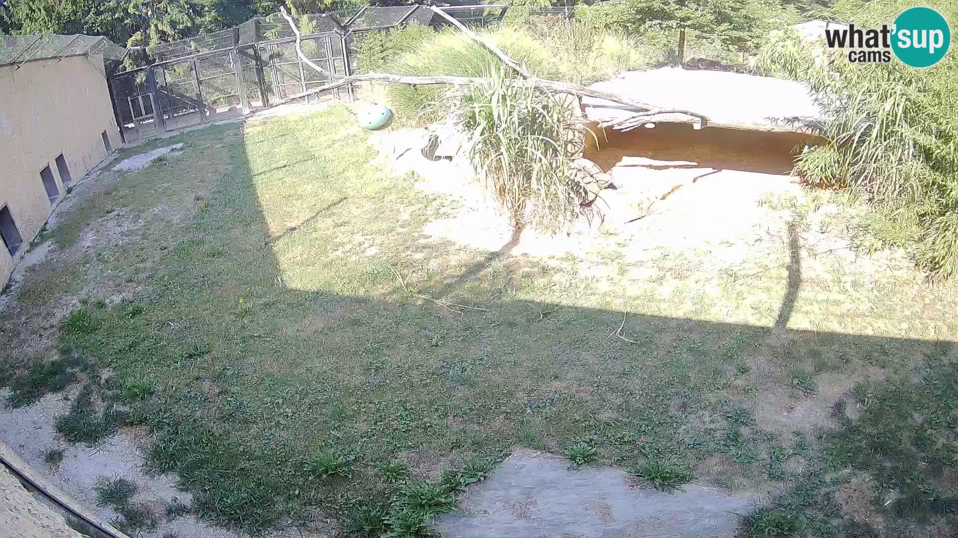 LION webcam en direct du zoo de Ljubljana – Slovénie