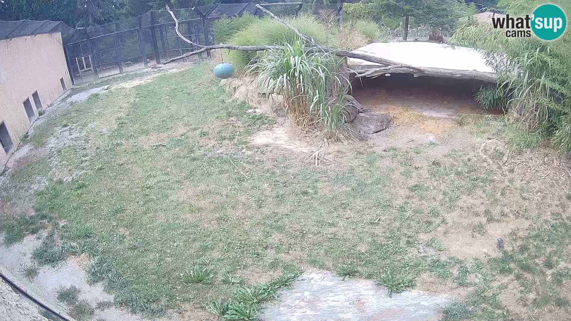 LION webcam en direct du zoo de Ljubljana – Slovénie
