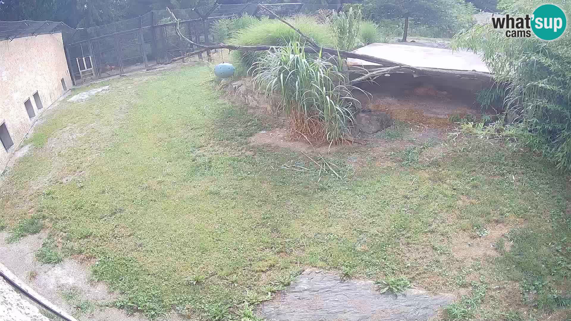 Löwe live Webcam im Zoo von Ljubljana – Slowenien
