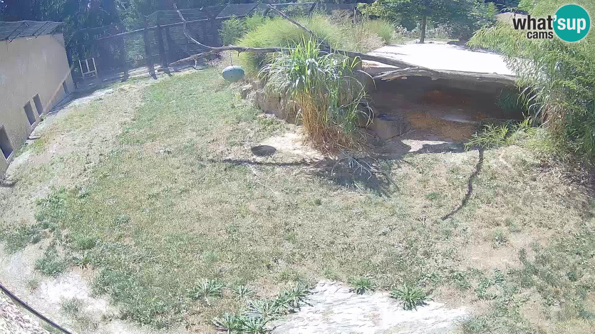 LION webcam en direct du zoo de Ljubljana – Slovénie