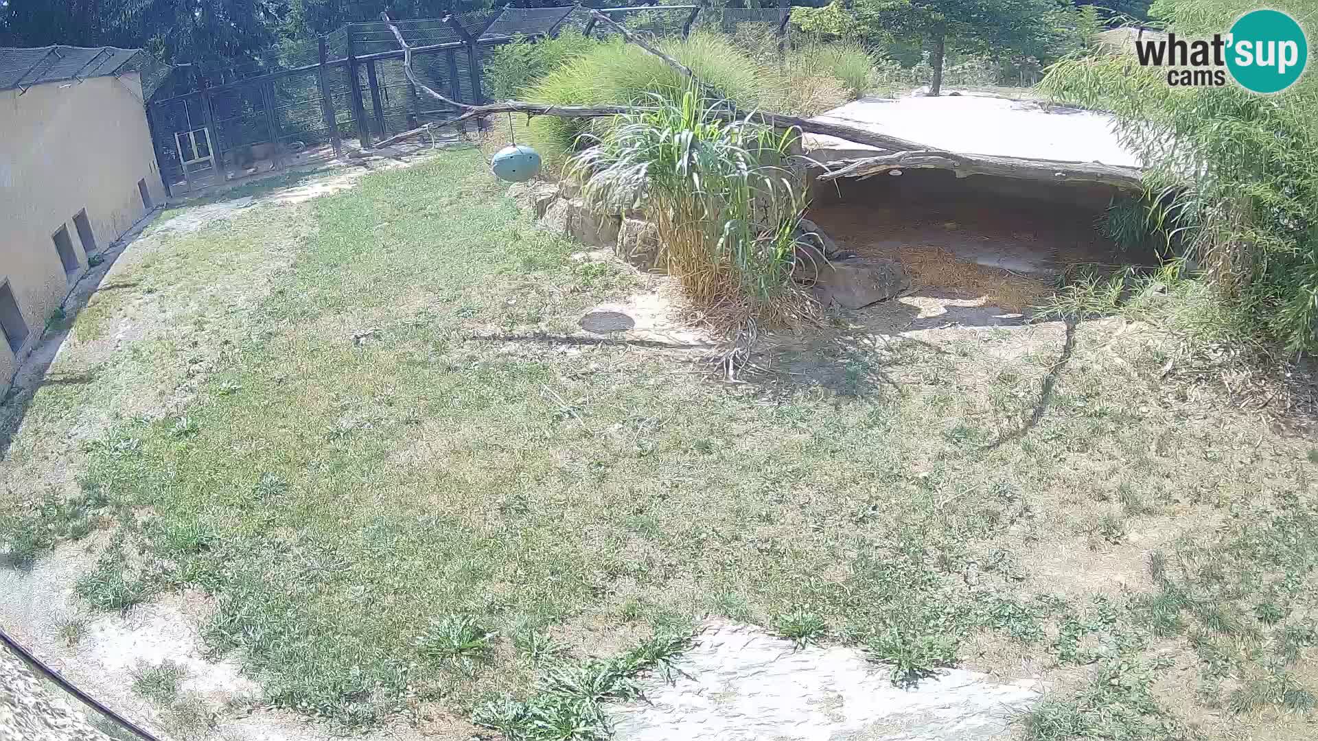 Löwe live Webcam im Zoo von Ljubljana – Slowenien