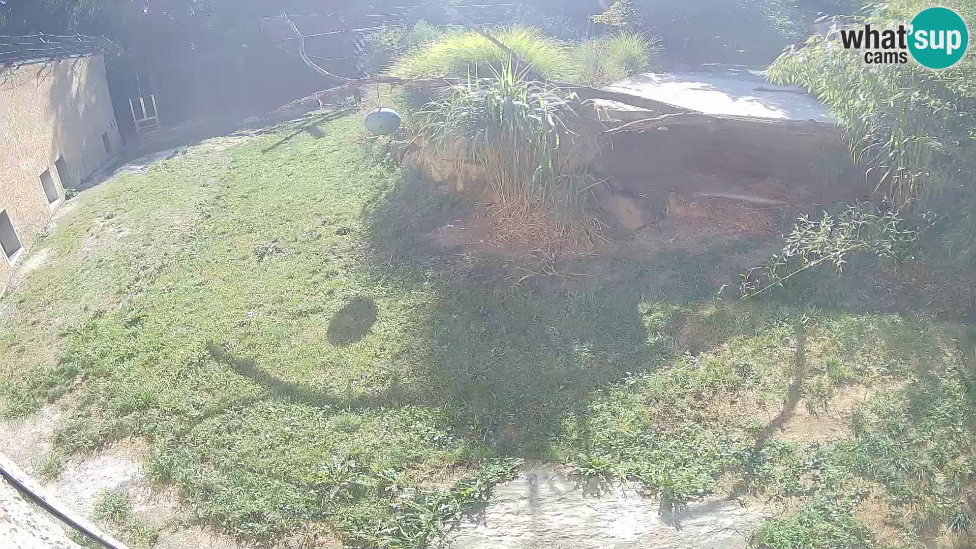 LEONE live Webcam nello zoo di Lubiana – Slovenia