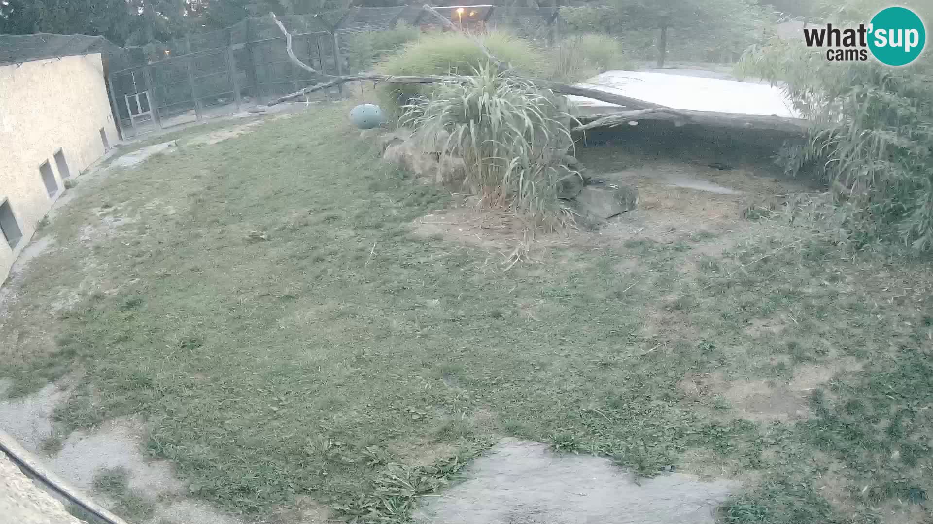 Löwe live Webcam im Zoo von Ljubljana – Slowenien