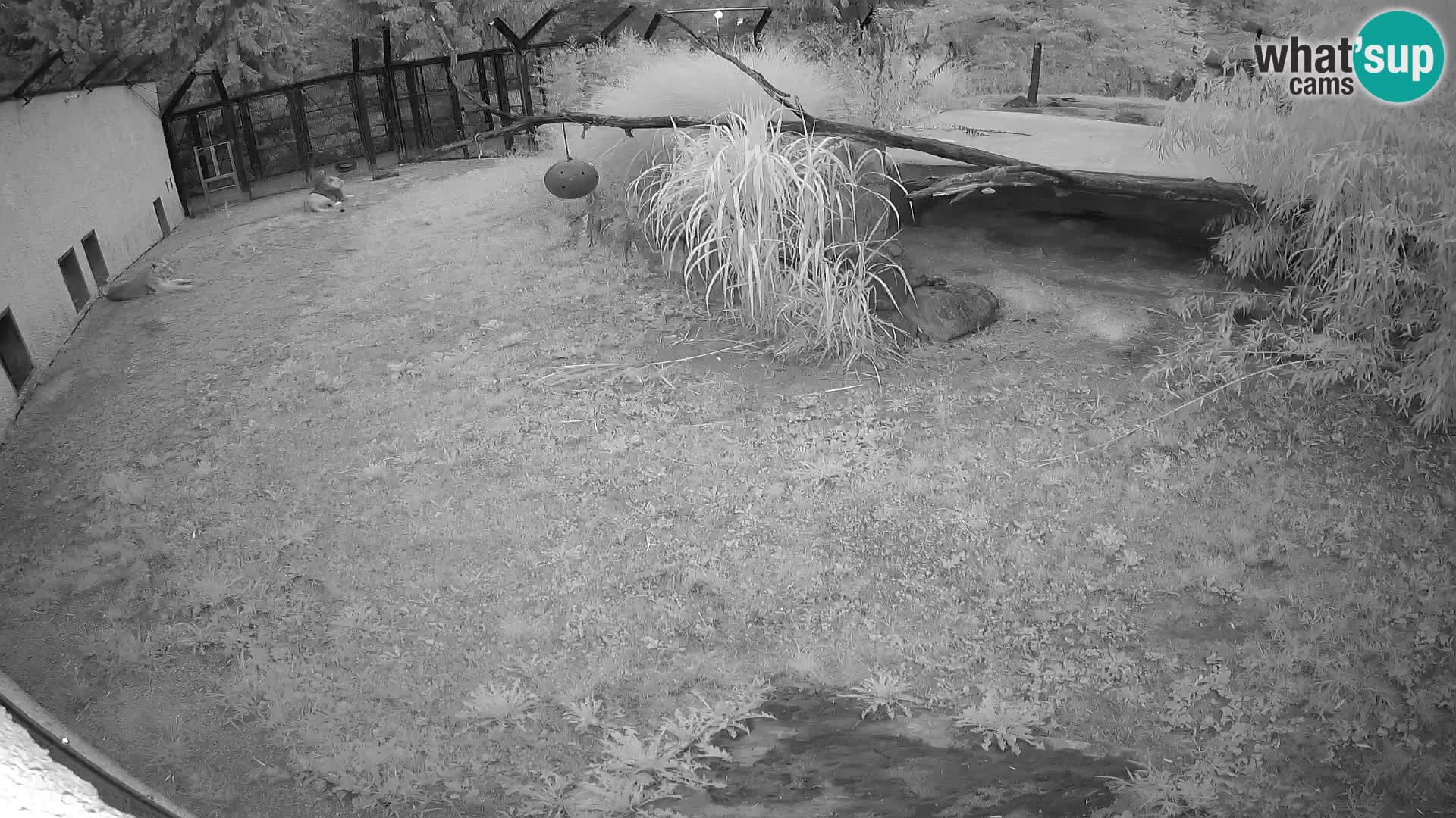 Löwe live Webcam im Zoo von Ljubljana – Slowenien