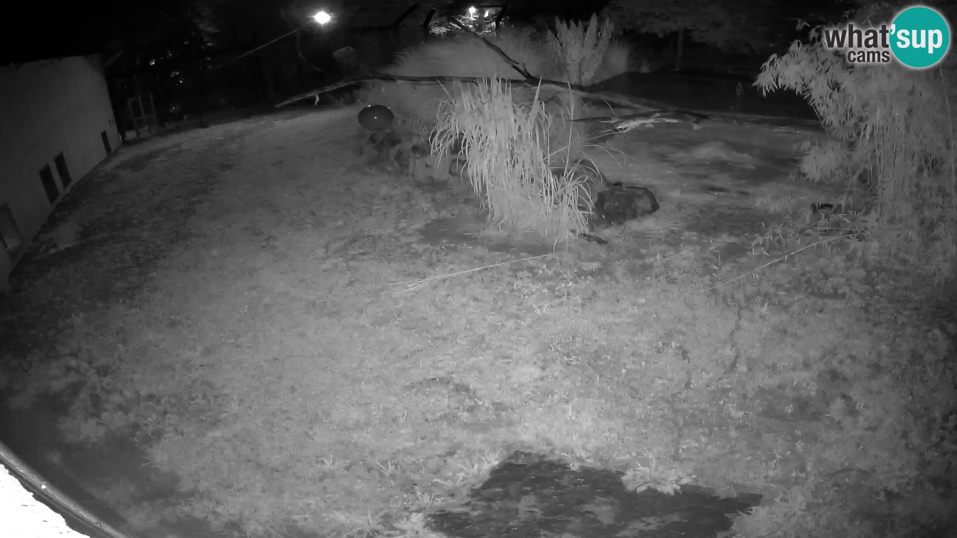 LION live Webcam in Ljubljana Zoo – Slovenia