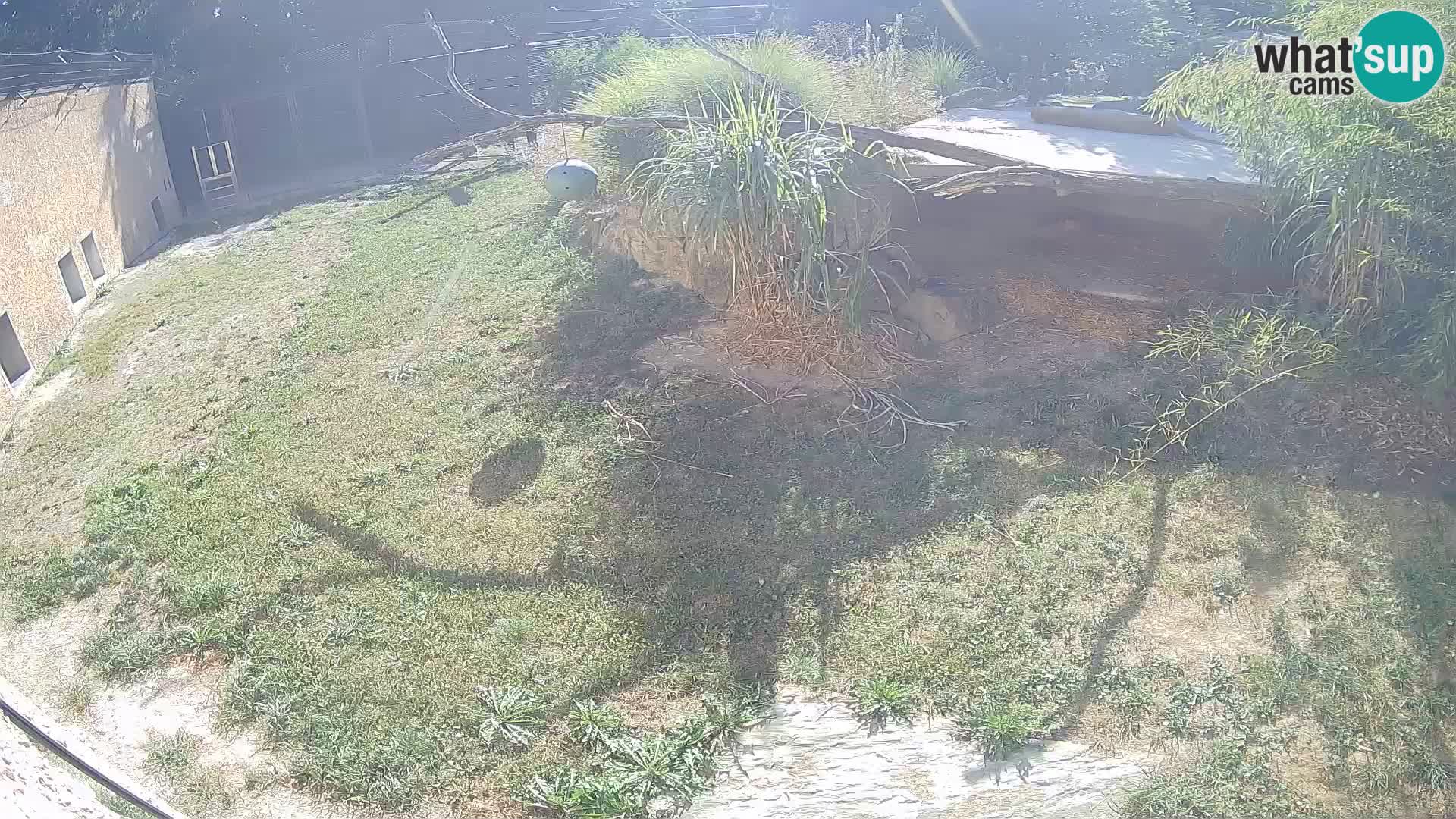 LEON Webcam en vivo en Ljubljana Zoo – Eslovenia