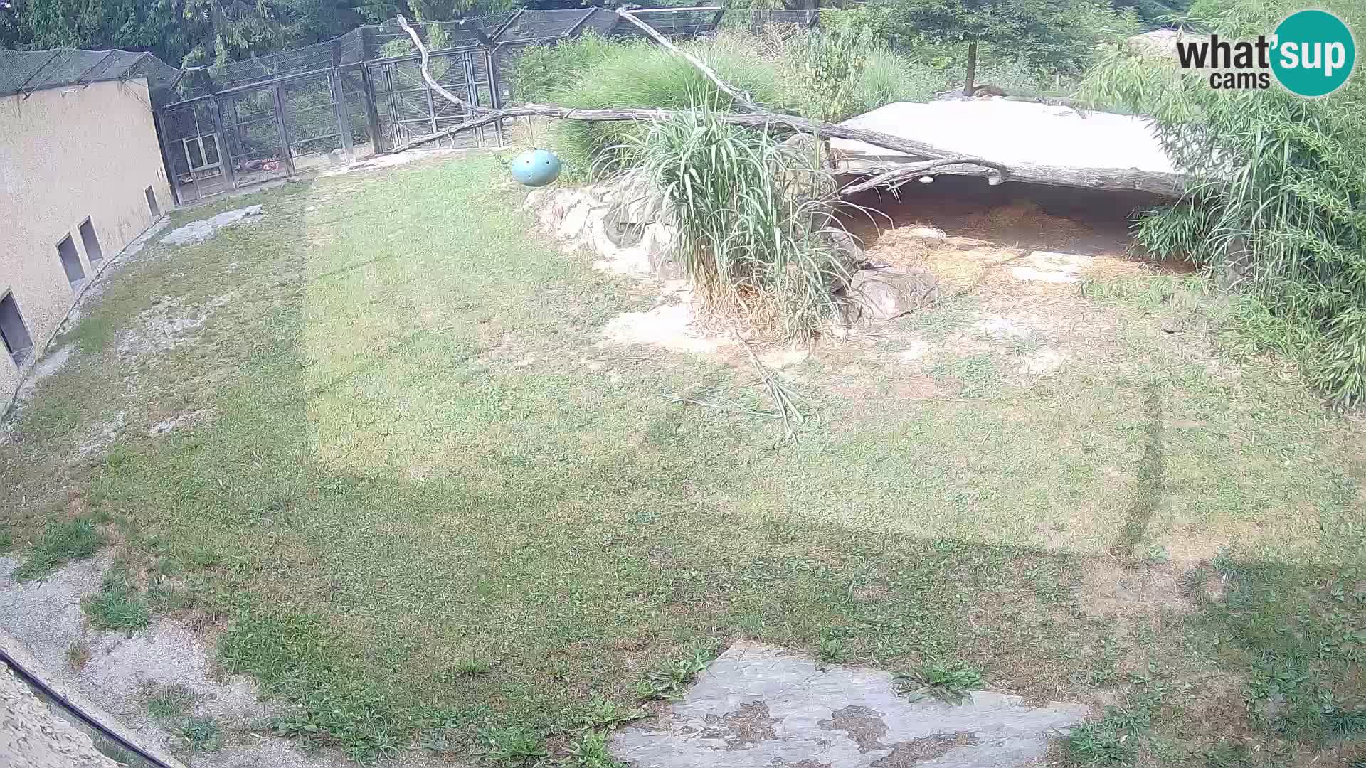 Löwe live Webcam im Zoo von Ljubljana – Slowenien