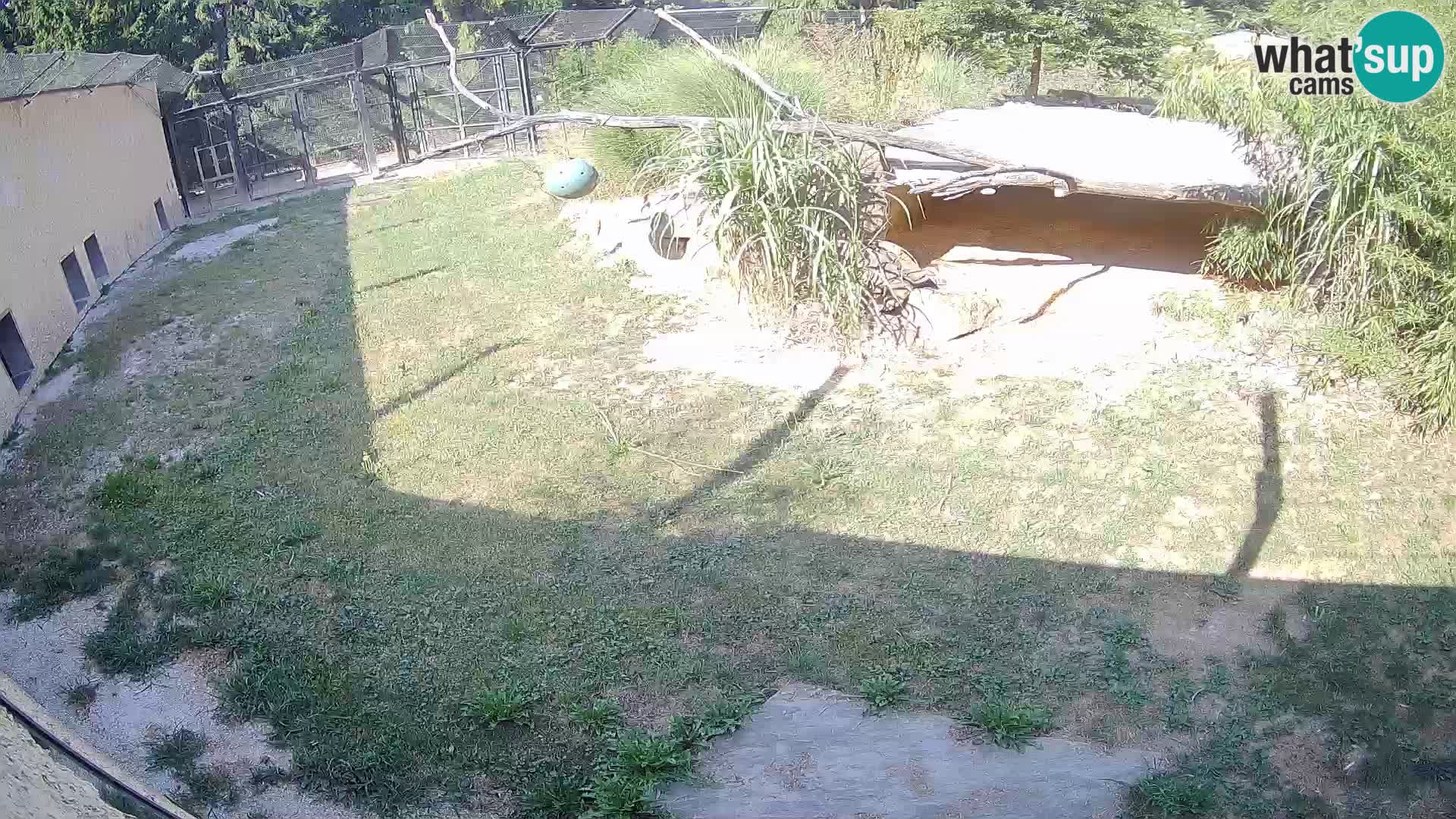 Löwe live Webcam im Zoo von Ljubljana – Slowenien