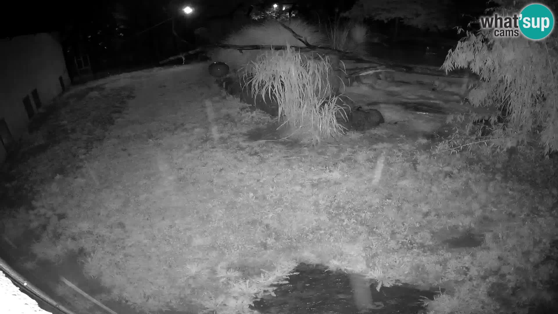 LION live Webcam in Ljubljana Zoo – Slovenia