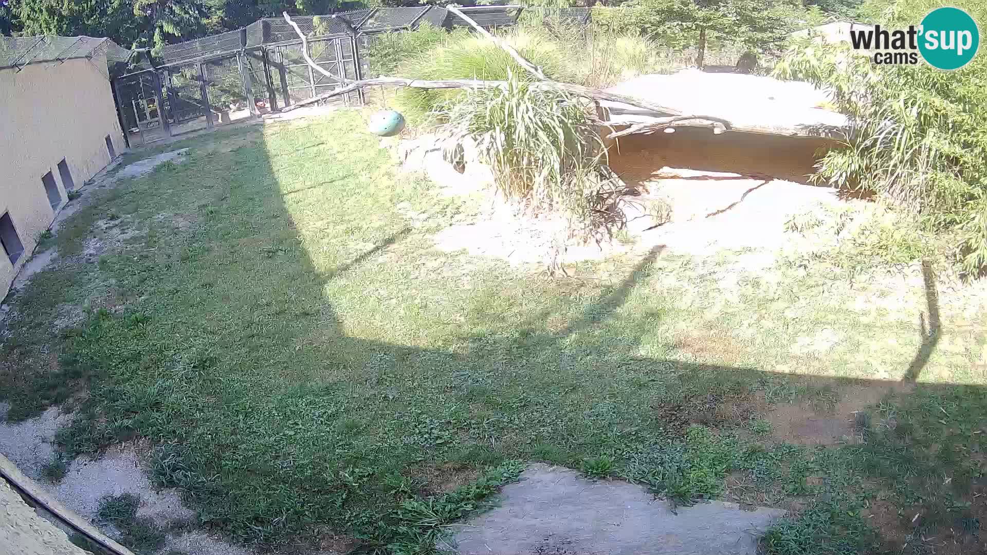 Löwe live Webcam im Zoo von Ljubljana – Slowenien