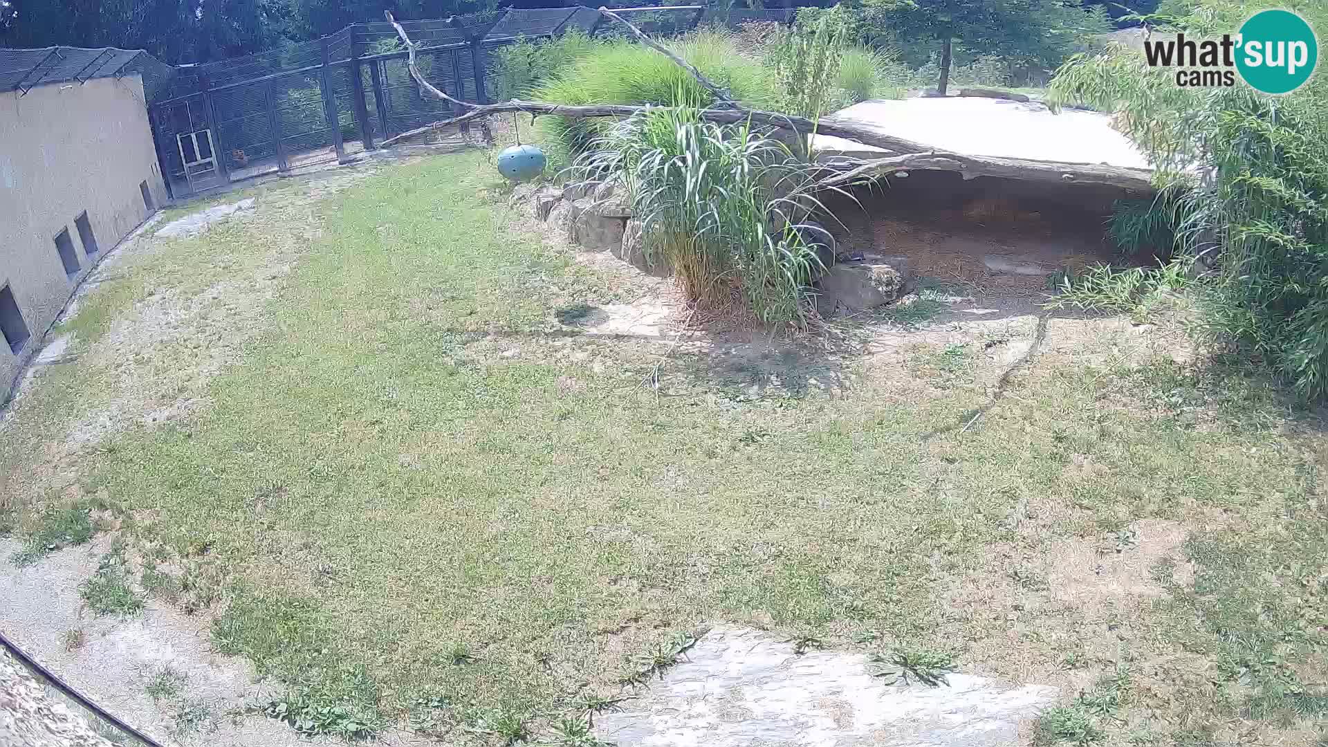 Löwe live Webcam im Zoo von Ljubljana – Slowenien