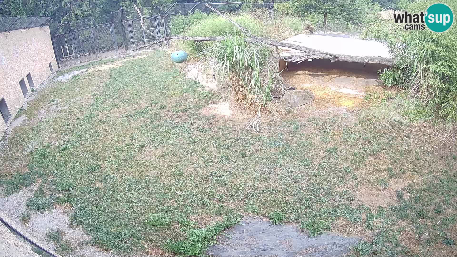 LEON Webcam en vivo en Ljubljana Zoo – Eslovenia