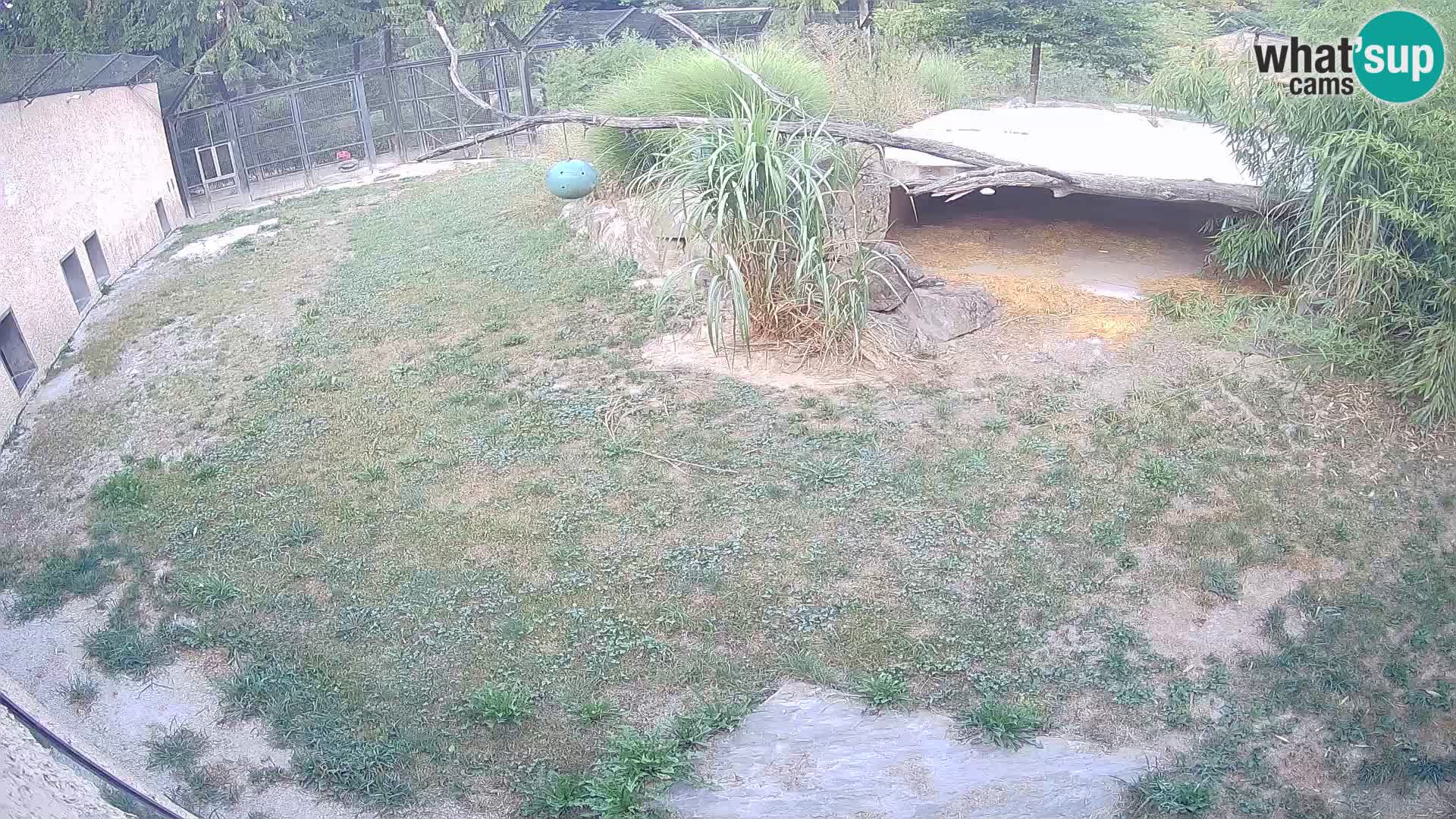 LEVI spletna kamera v živalskem vrtu Ljubljana Zoo