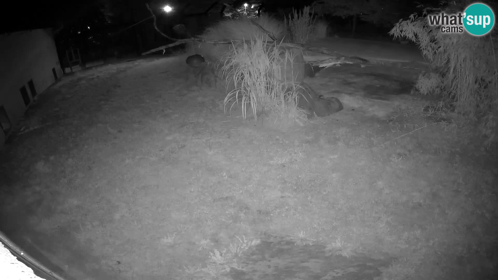 LEONE live Webcam nello zoo di Lubiana – Slovenia
