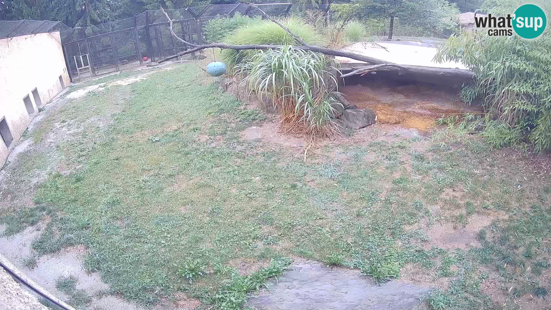 LION live Webcam in Ljubljana Zoo – Slovenia