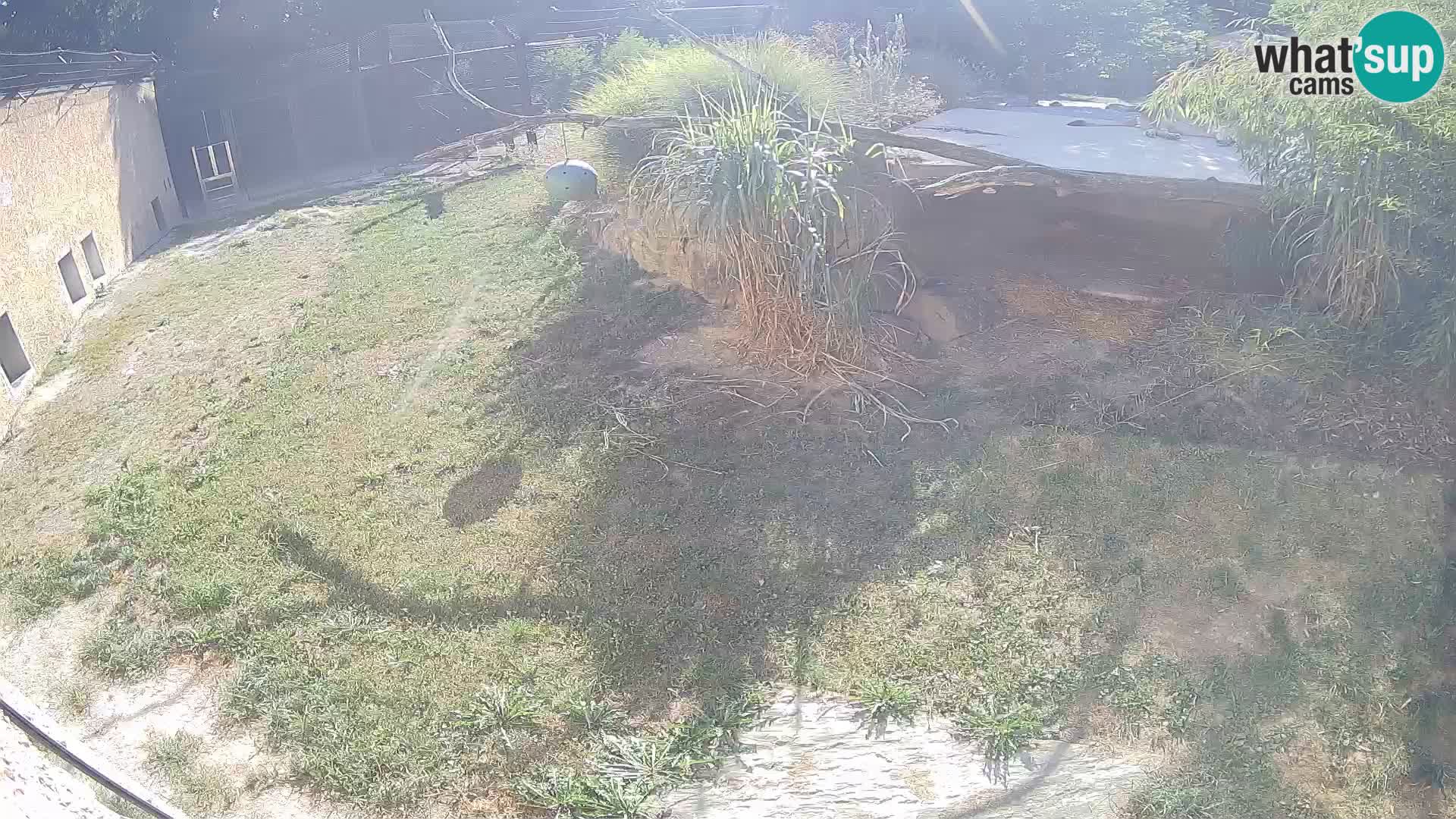 Löwe live Webcam im Zoo von Ljubljana – Slowenien