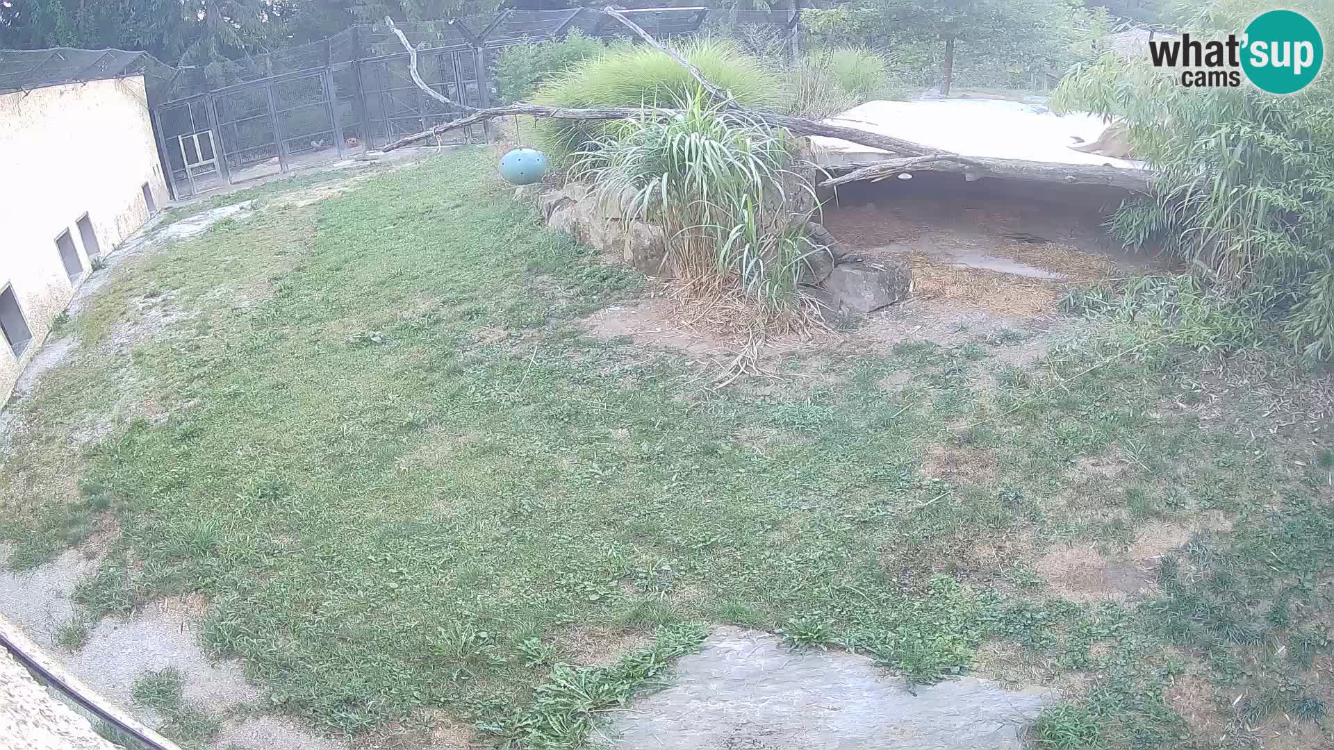 LION webcam en direct du zoo de Ljubljana – Slovénie