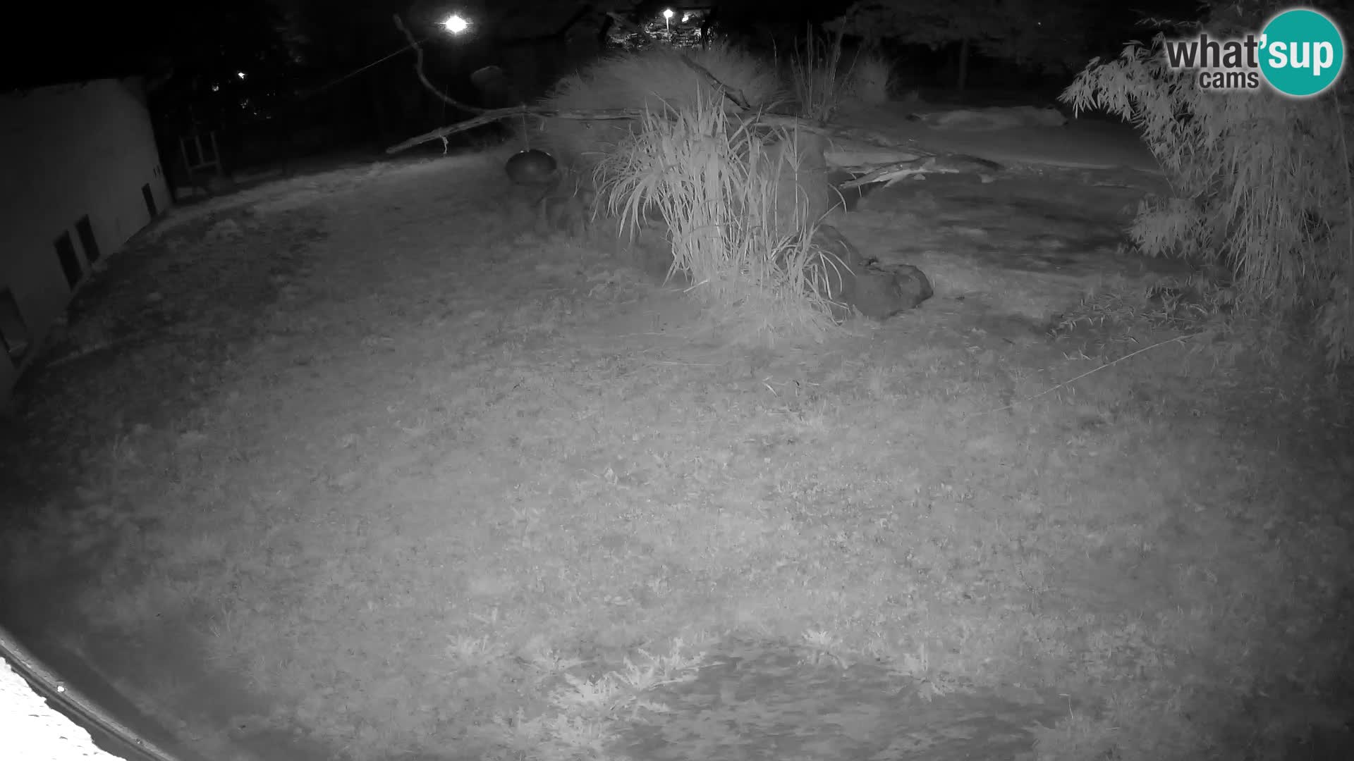 LEON Webcam en vivo en Ljubljana Zoo – Eslovenia