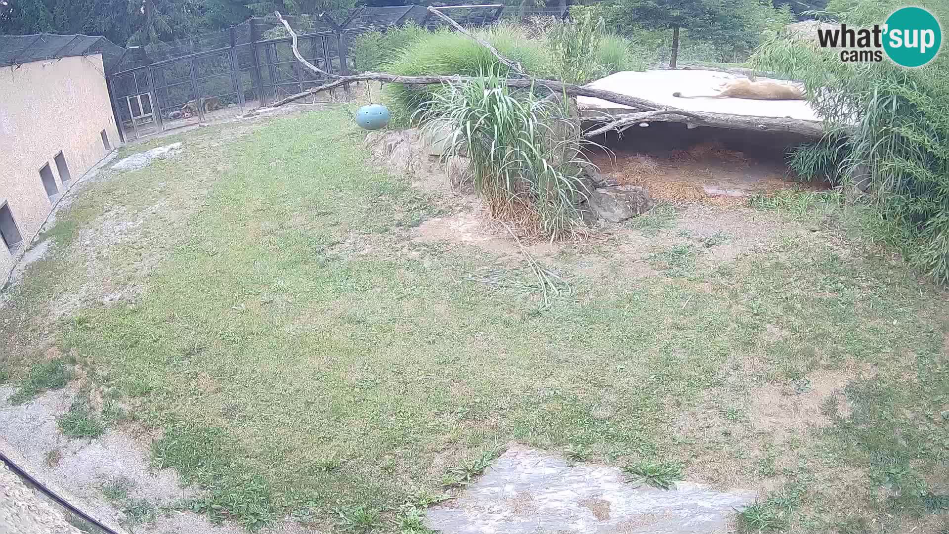LION webcam en direct du zoo de Ljubljana – Slovénie