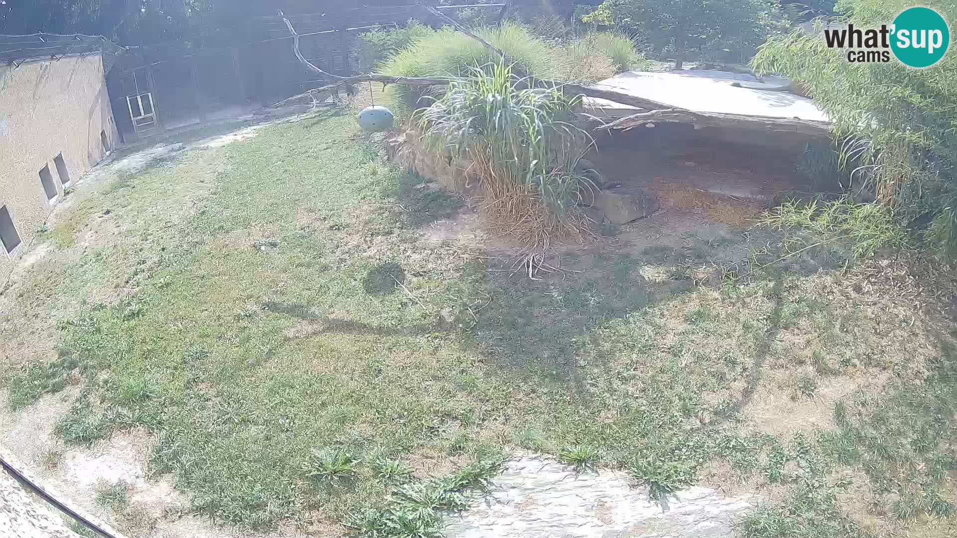 LION live Webcam in Ljubljana Zoo – Slovenia