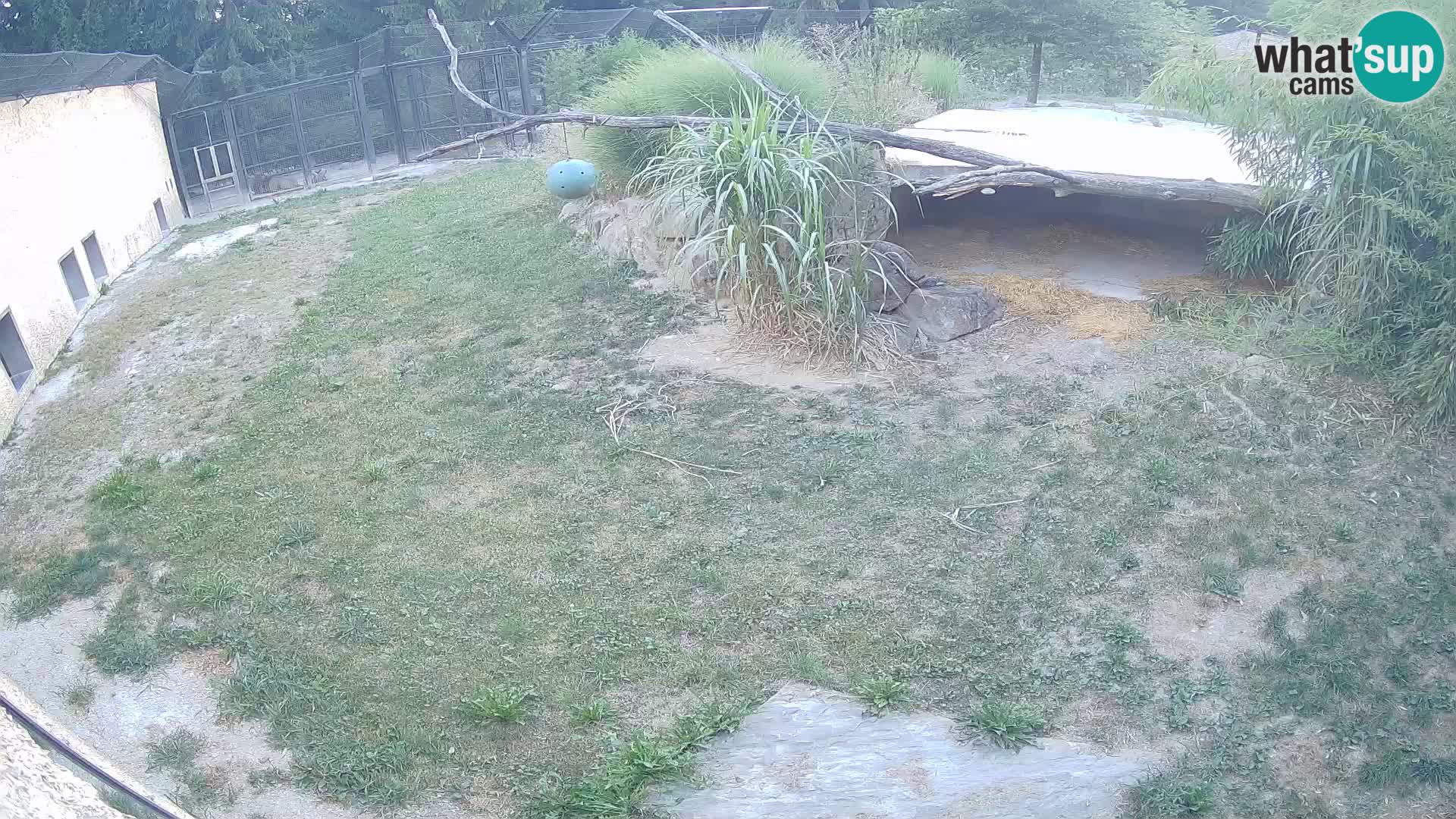 LEON Webcam en vivo en Ljubljana Zoo – Eslovenia