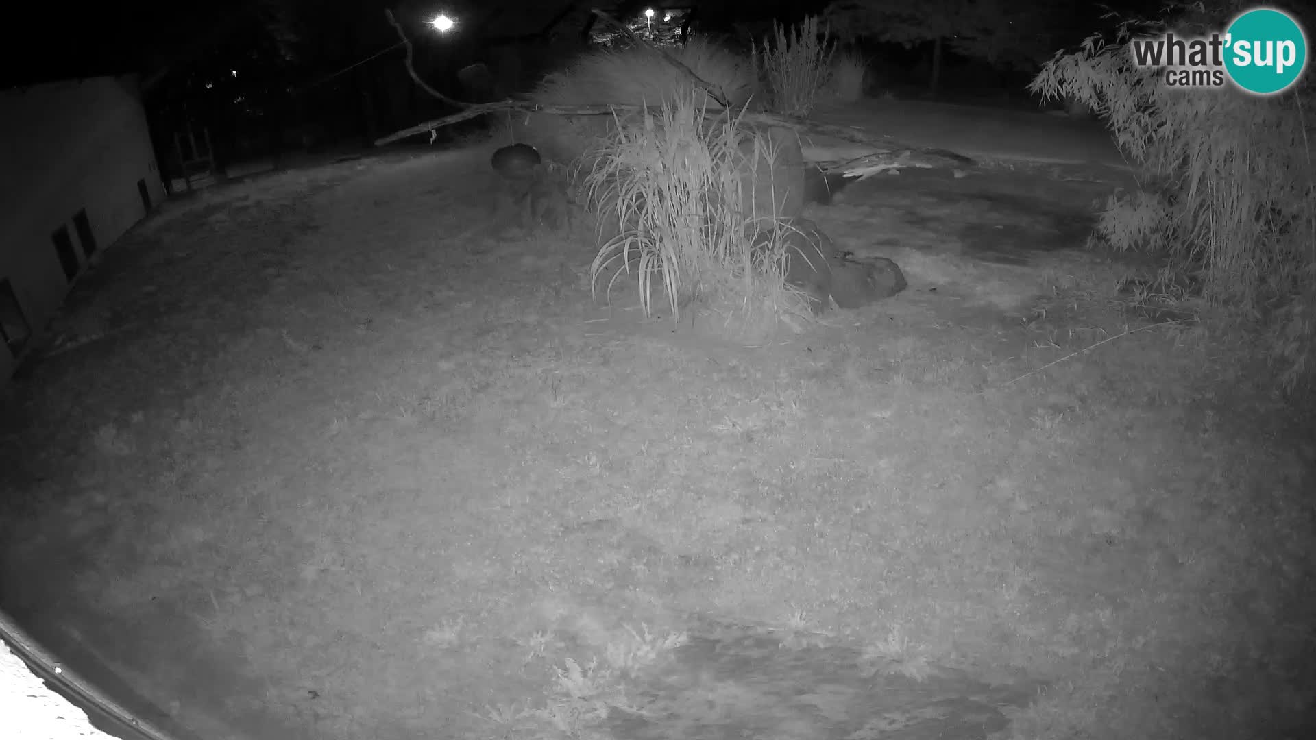 LION live Webcam in Ljubljana Zoo – Slovenia
