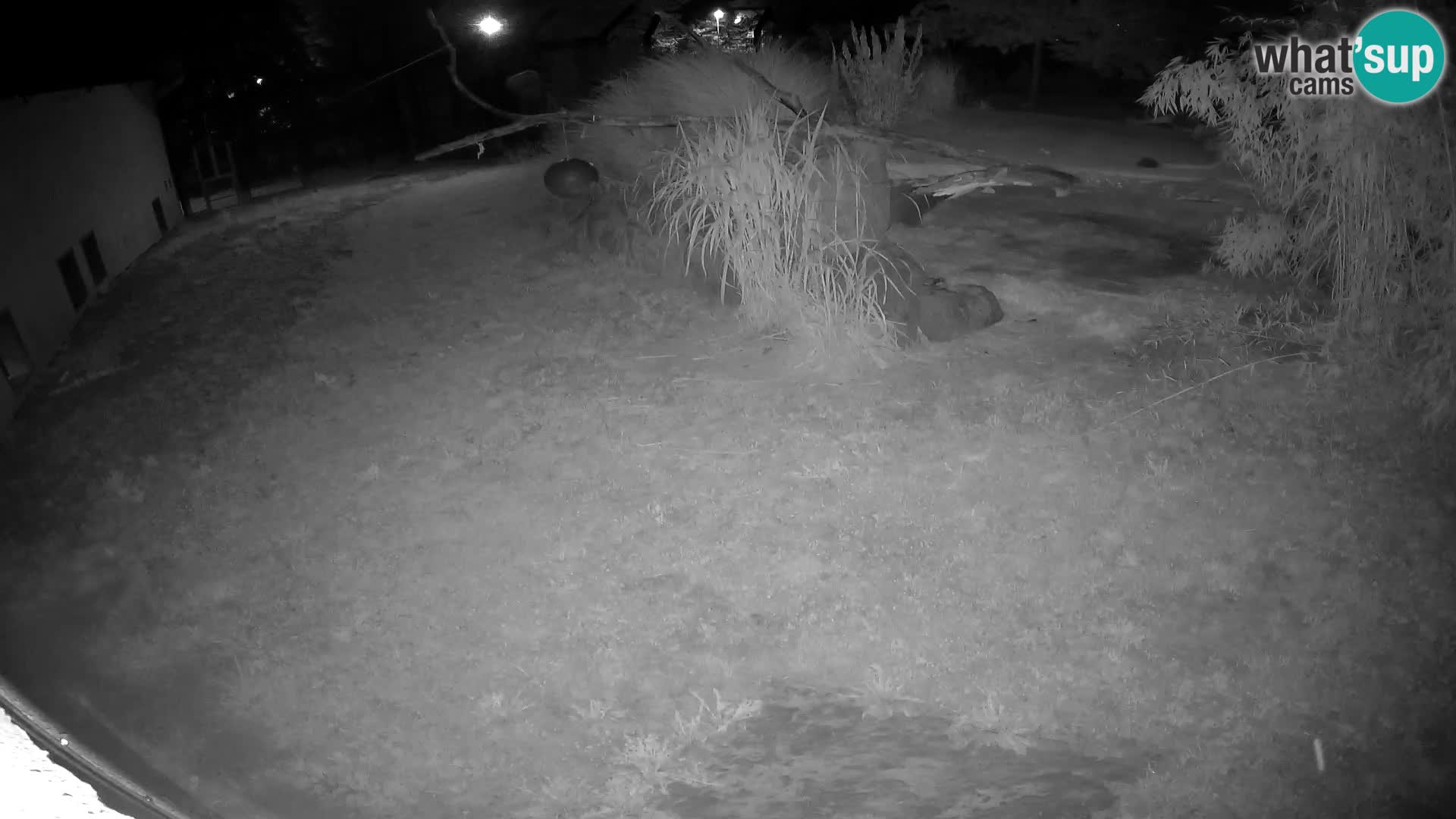 LION live Webcam in Ljubljana Zoo – Slovenia
